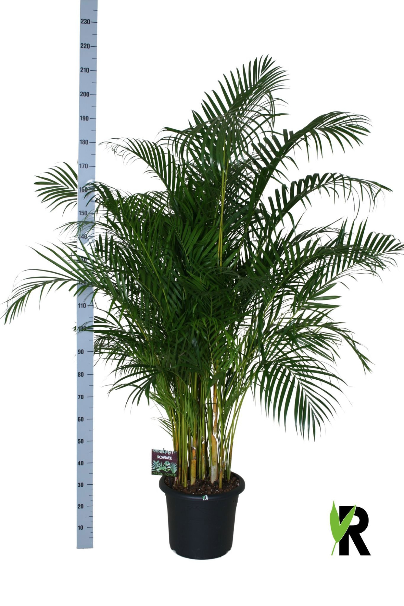 Dypsis lutescens, D 40
