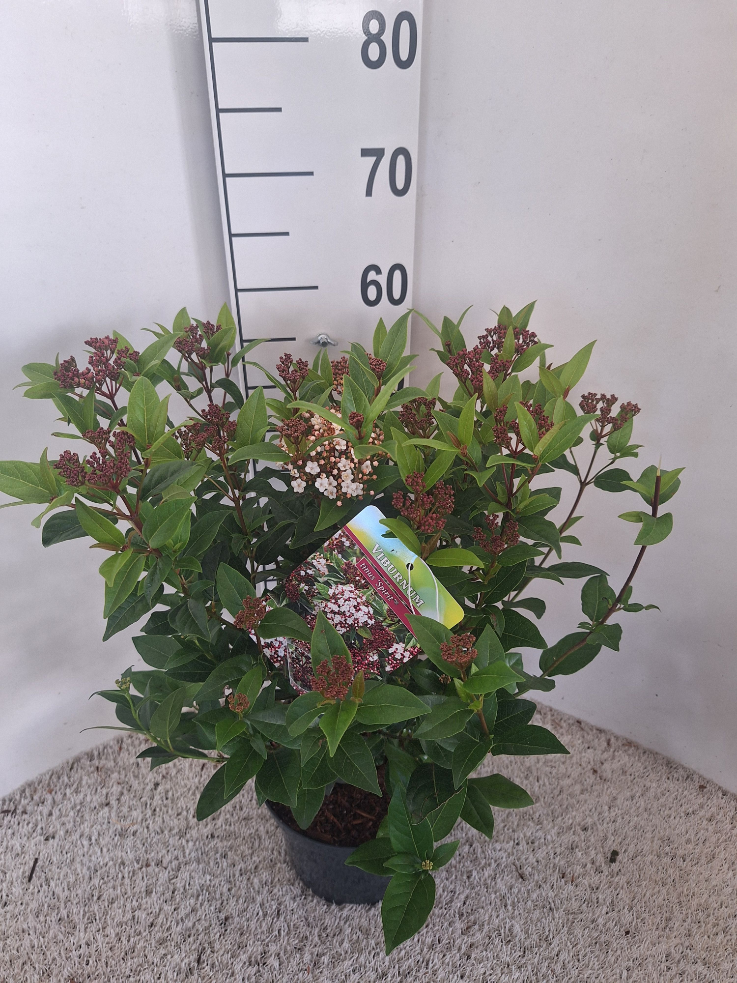 Viburnum tinus Spirit, D 21 cm