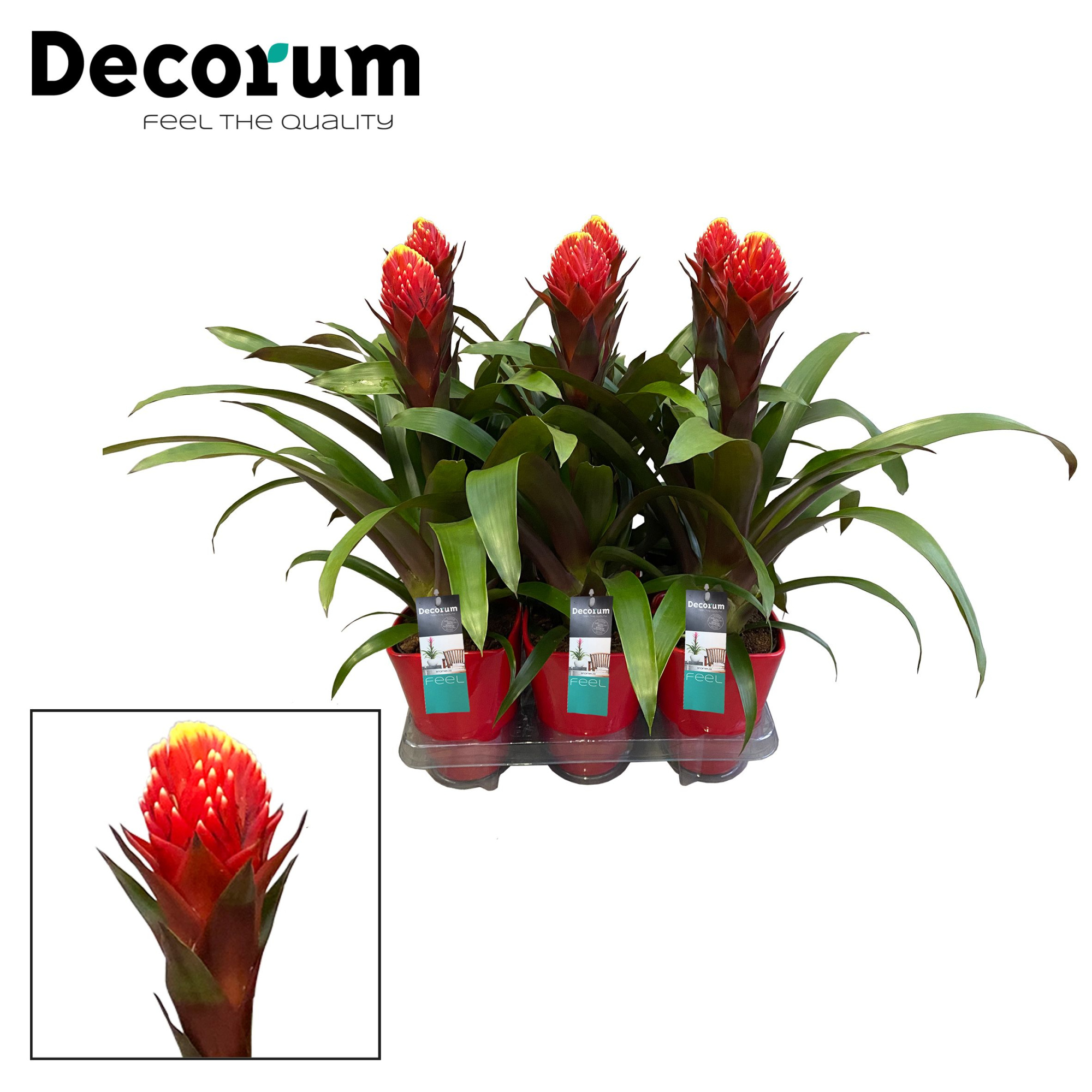 Guzmania Punta Luxe Keramiek (Decorum), D 14 cm