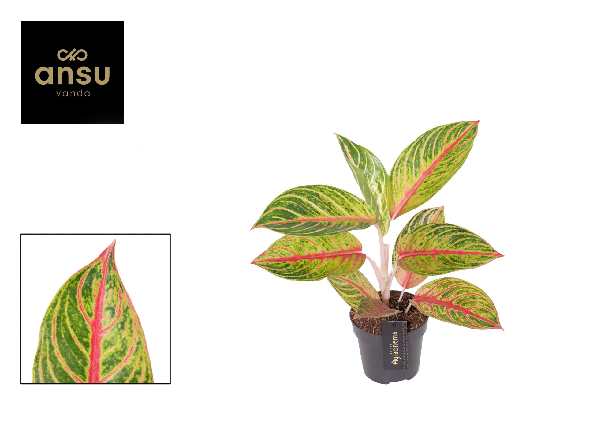 Aglaonema Red Okapi, D 12 cm