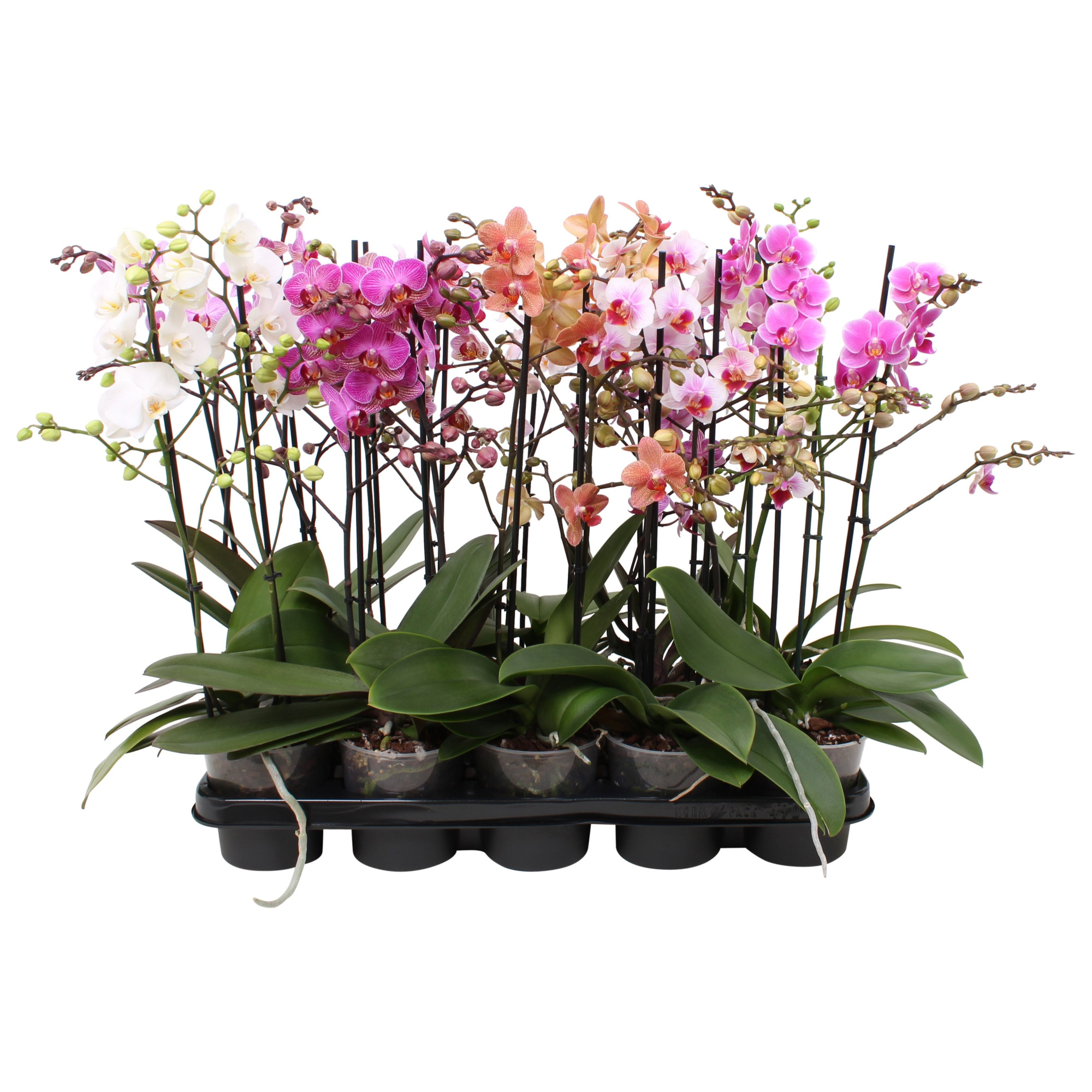 Phal. Multiflora 2-tak 30+ bloem vertakt 5 kleuren, D 12