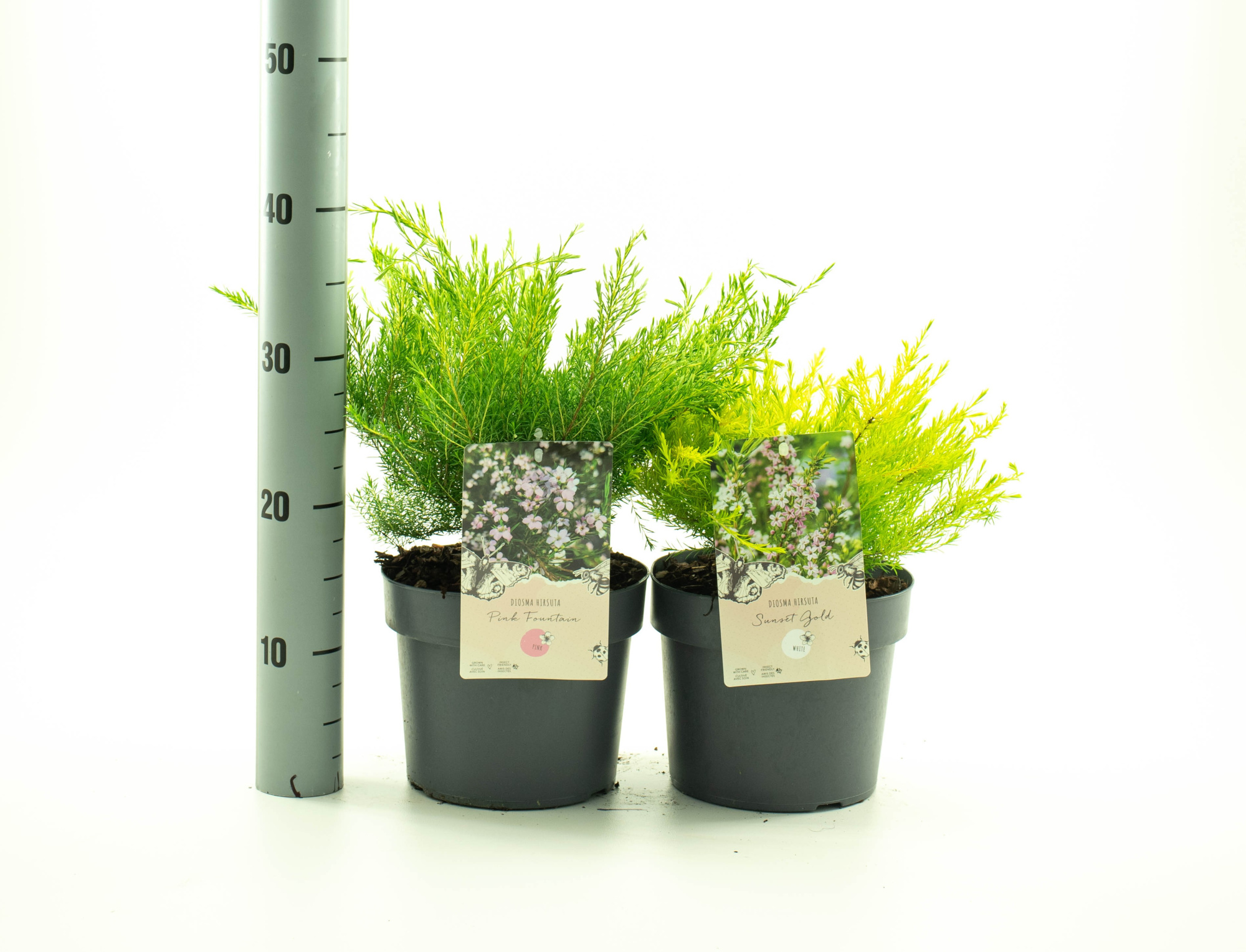 Diosma hirsuta mix 2 soorten, D 19 cm