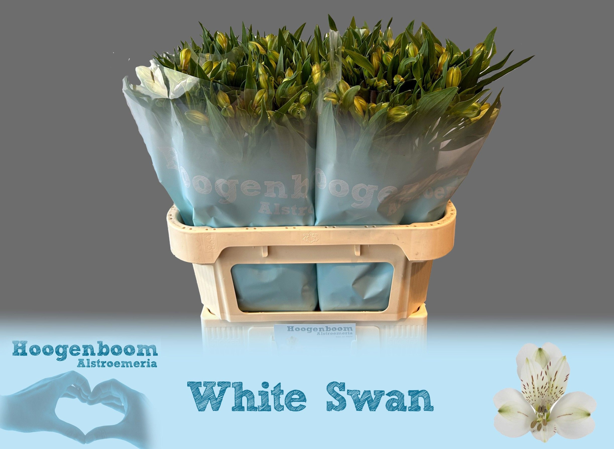 Альстромерия Вайт Свон (бел.), шт.