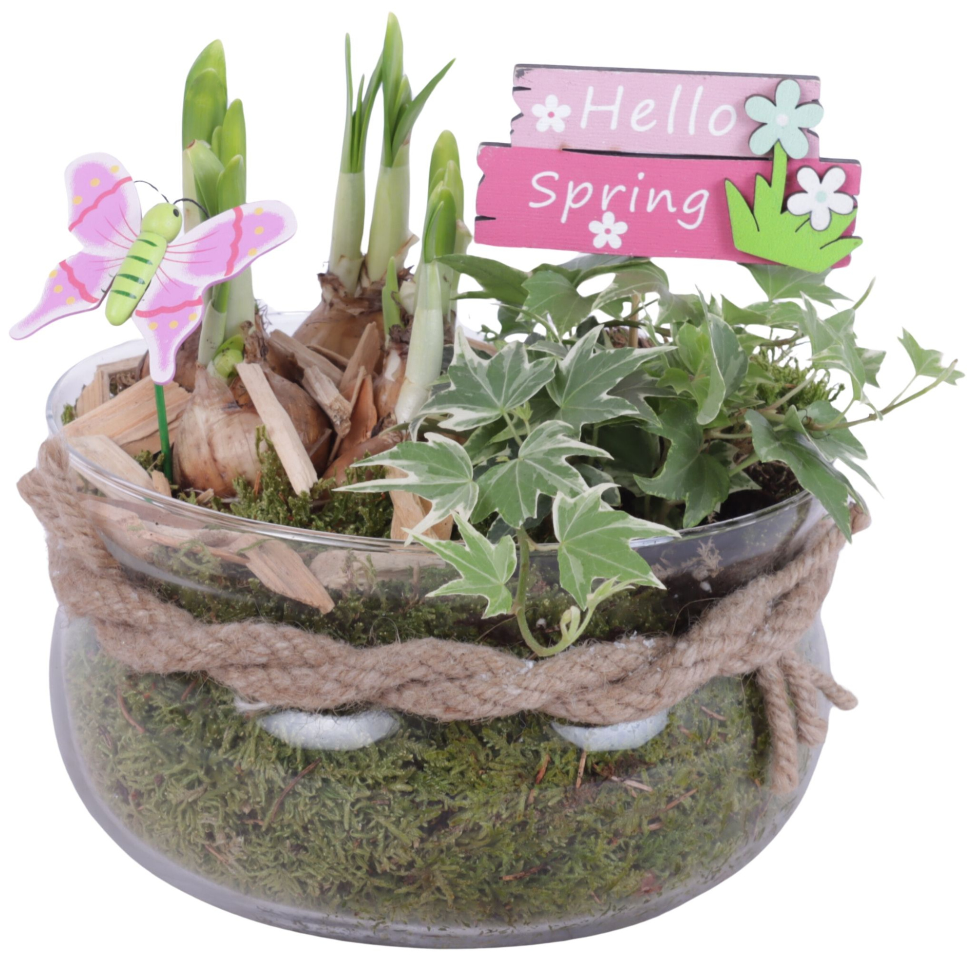 Bulbs Arr. Narcis Glass Bowl Ø16cm, D 20