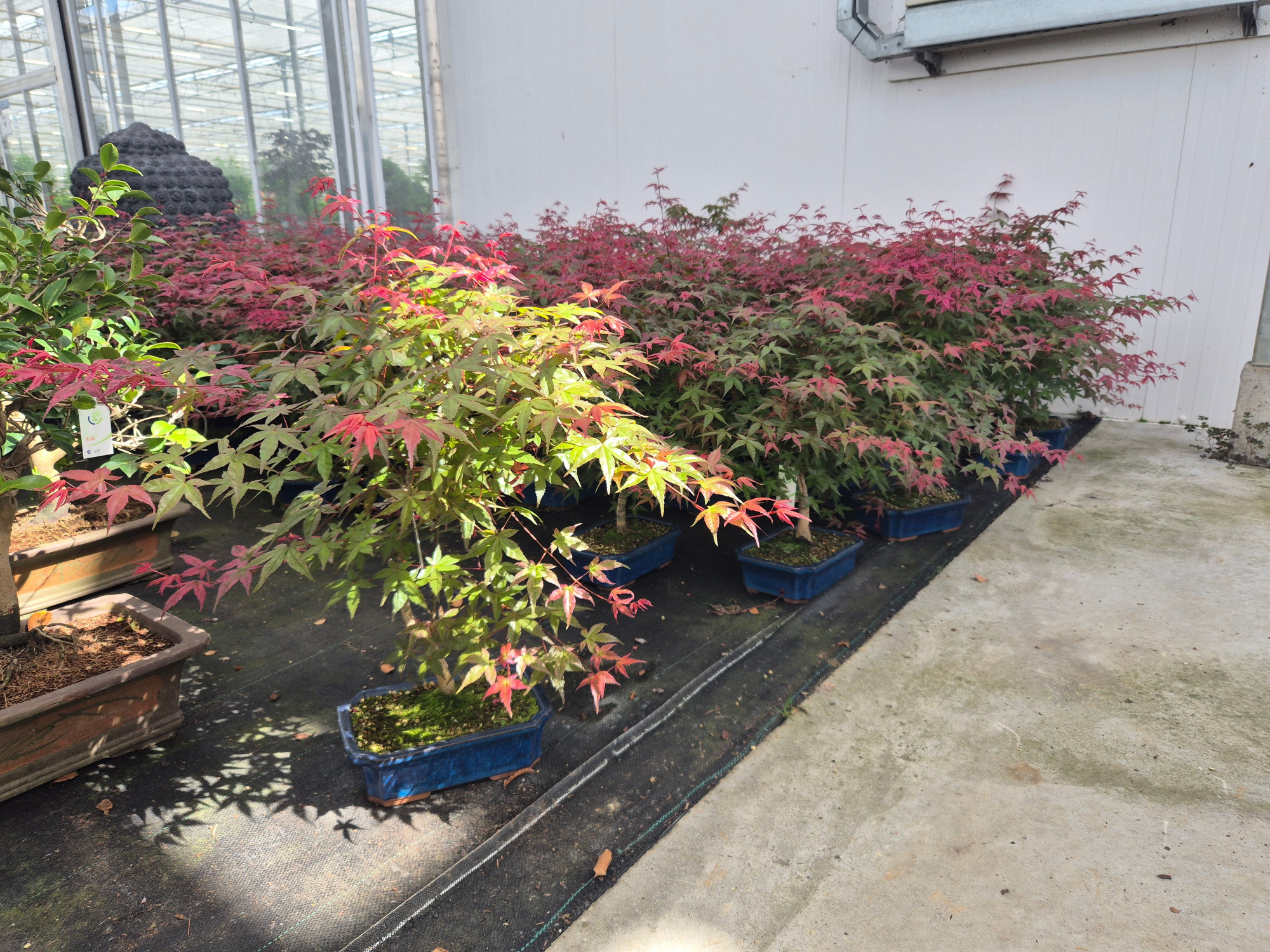 Acer palmatum Deshojo, 25cm., D 25 cm