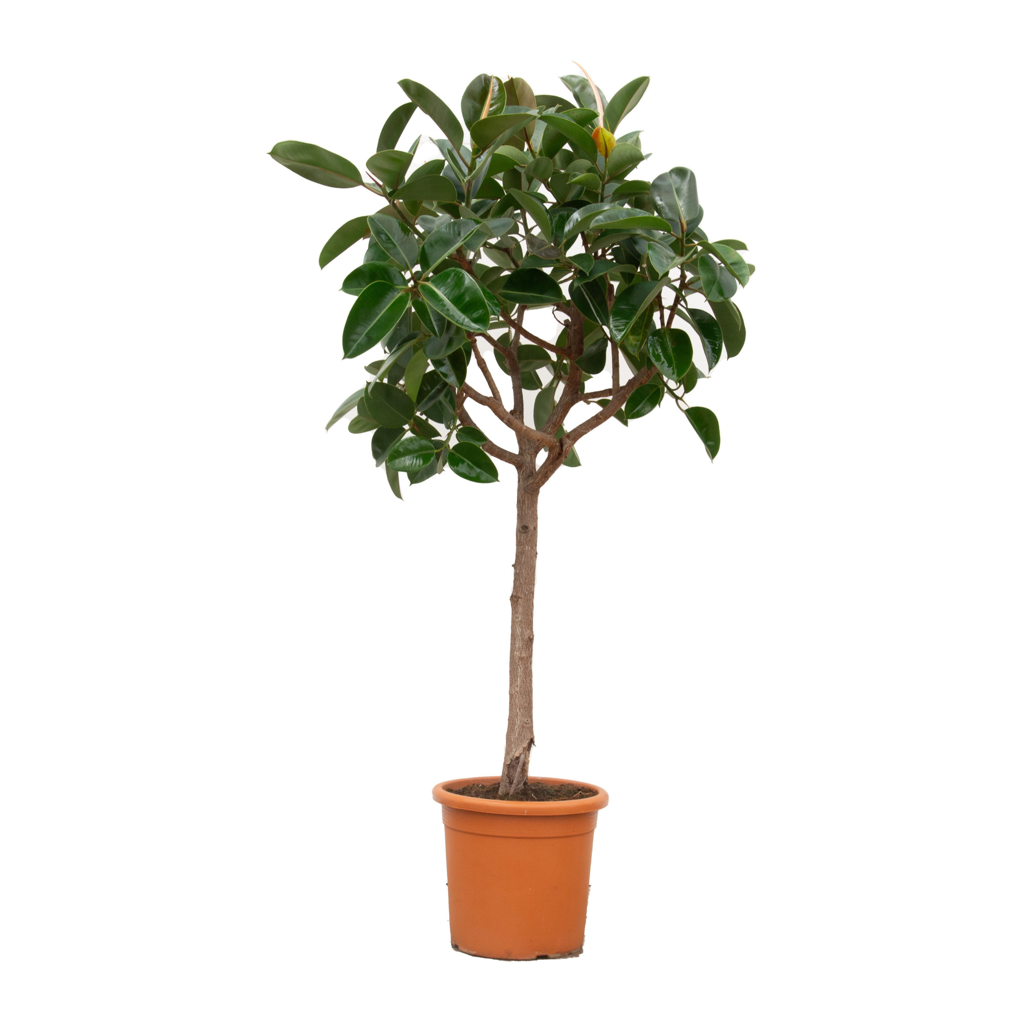 Ficus Elastica Robusta - 180cm, D 40 cm