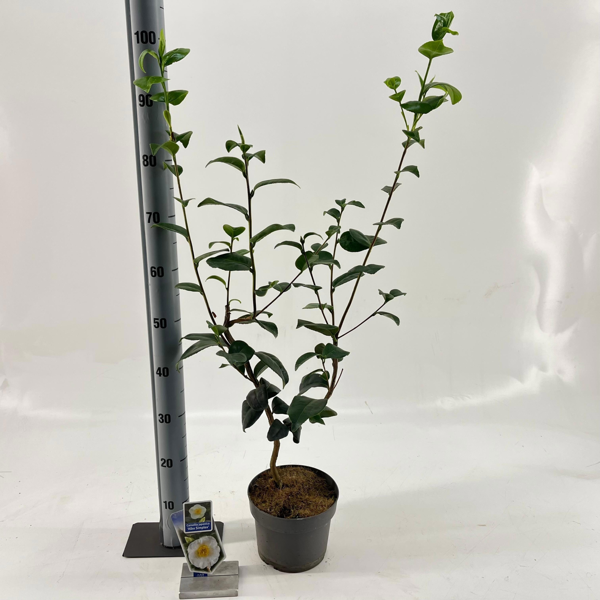 Camellia japonica 'Alba Simplex', D 19 cm