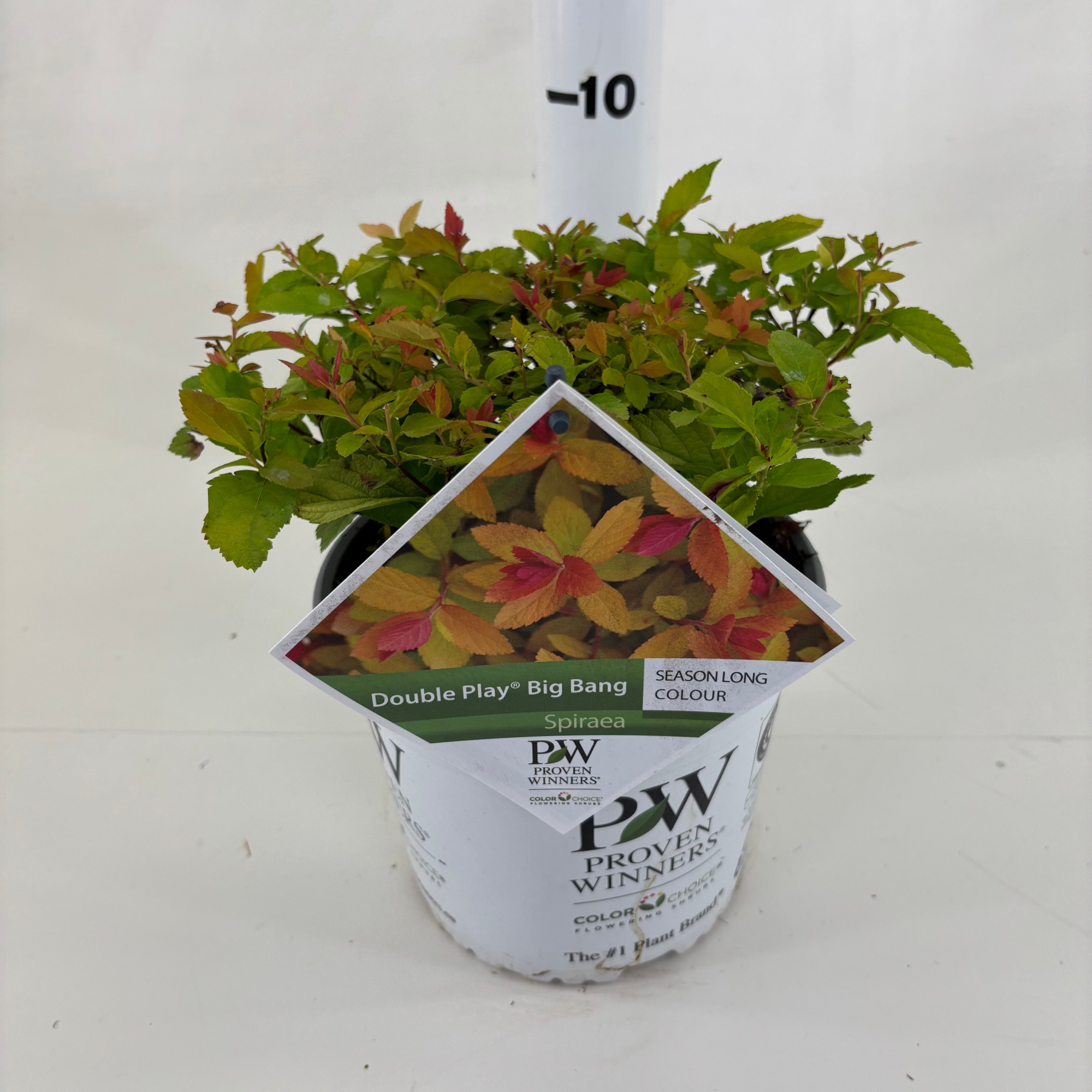 Spiraea x. 'Tracy' DOUBLE PLAY ® Big Bang, D 19 cm