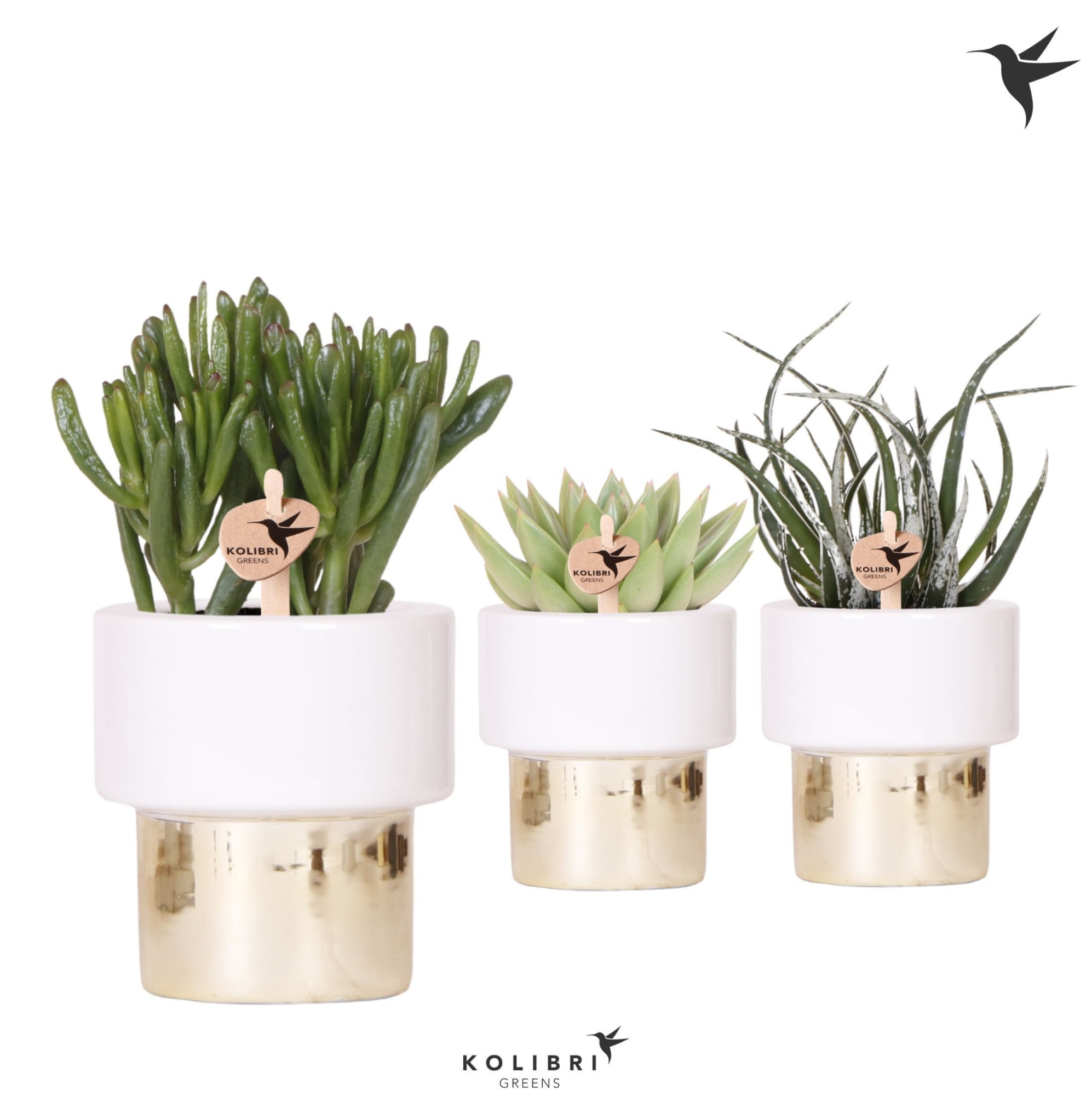 Kolibri Greens Succulenten mix in Lush pot gold, D 9 cm