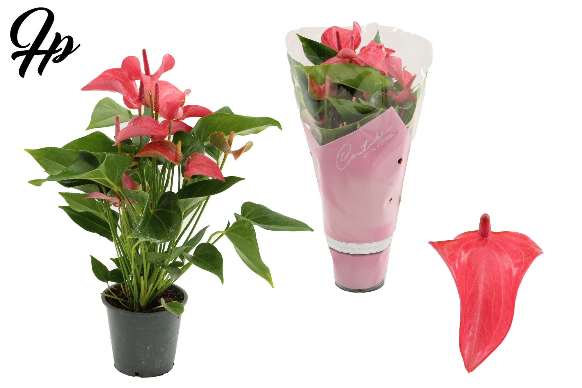 Anthurium 12 cm Romantico in Couture sleeve, D 12 cm