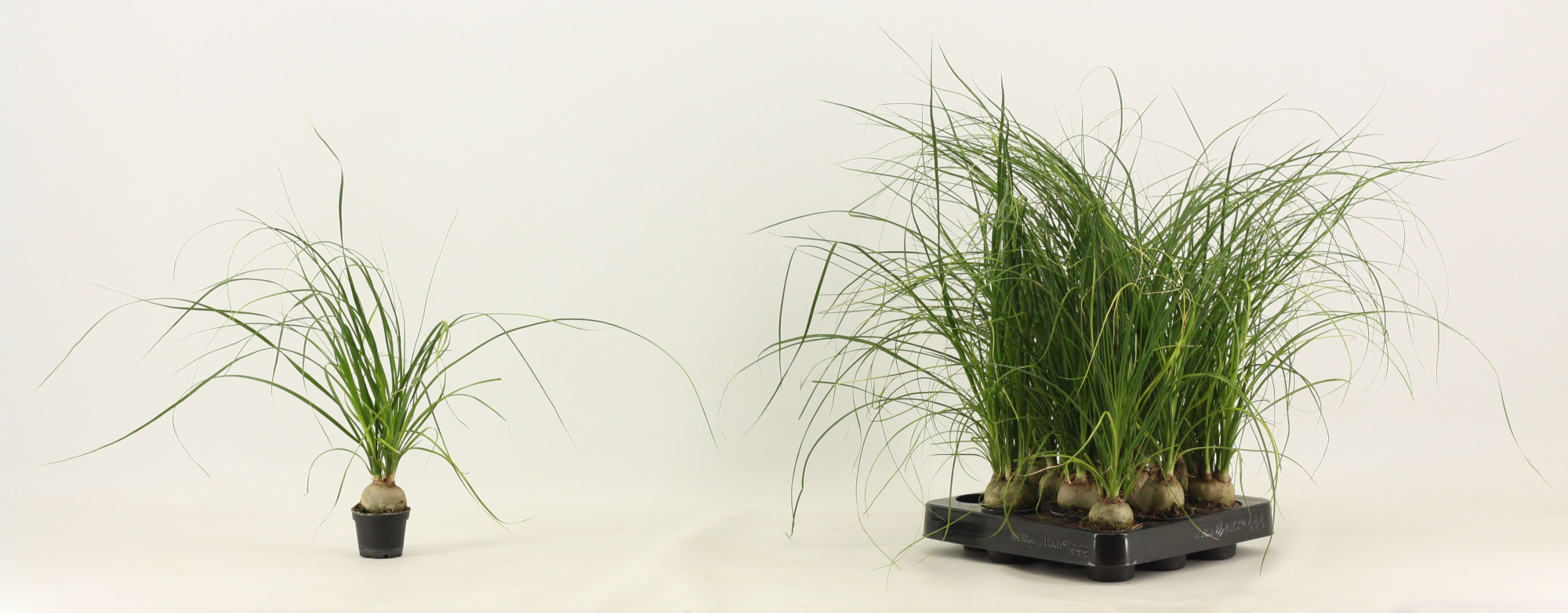 Beaucarnea A2 bol 6 cm, D 6 cm