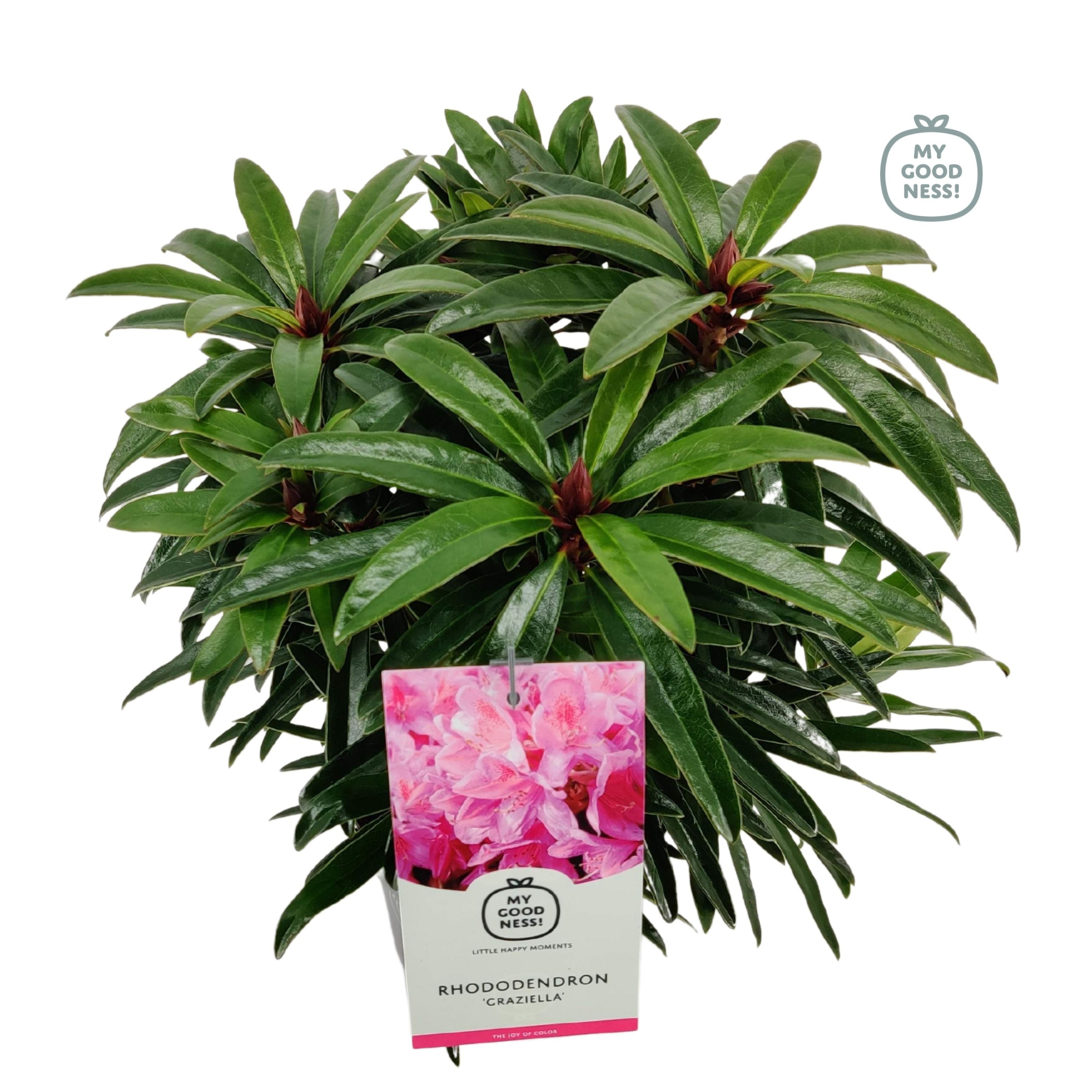 Rhododendron 30-35 /2 liter 'Graziella', D 17 cm