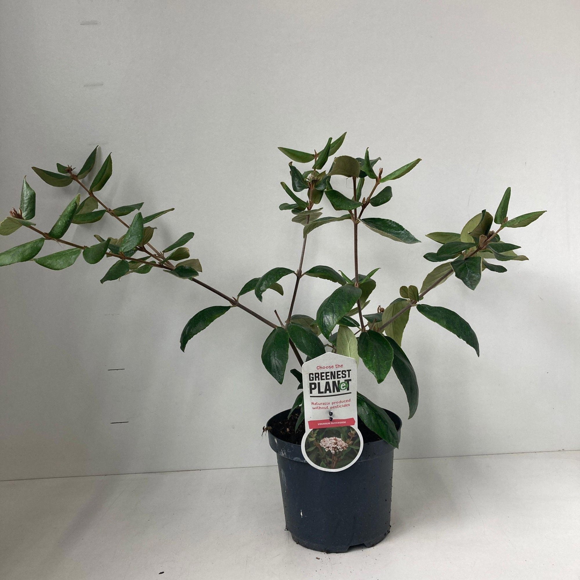 Viburnum burkwoodii, D 19 cm