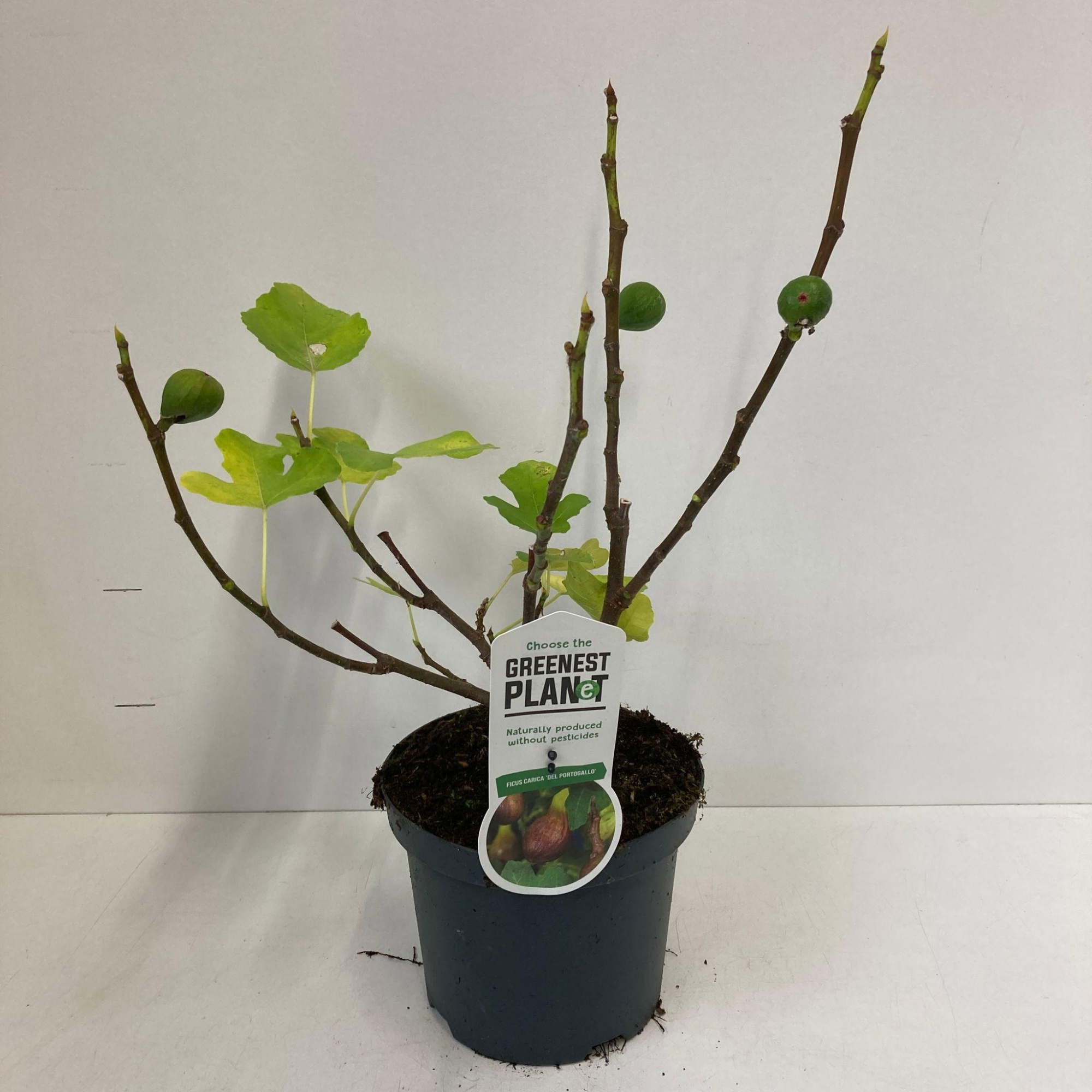 Ficus carica 'Del Portugallo', D 19 cm