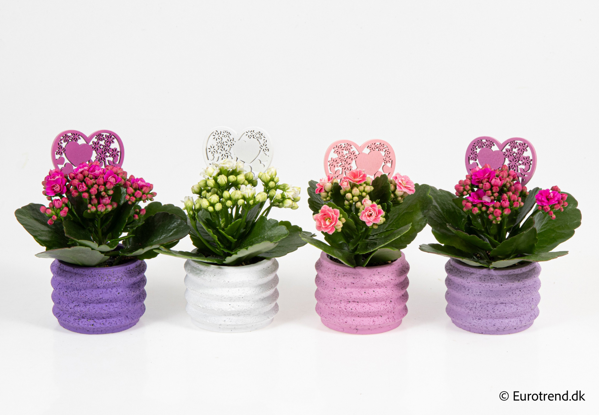 Kalanchoe Roseflowers in Valentine ceramic 2026, D 6