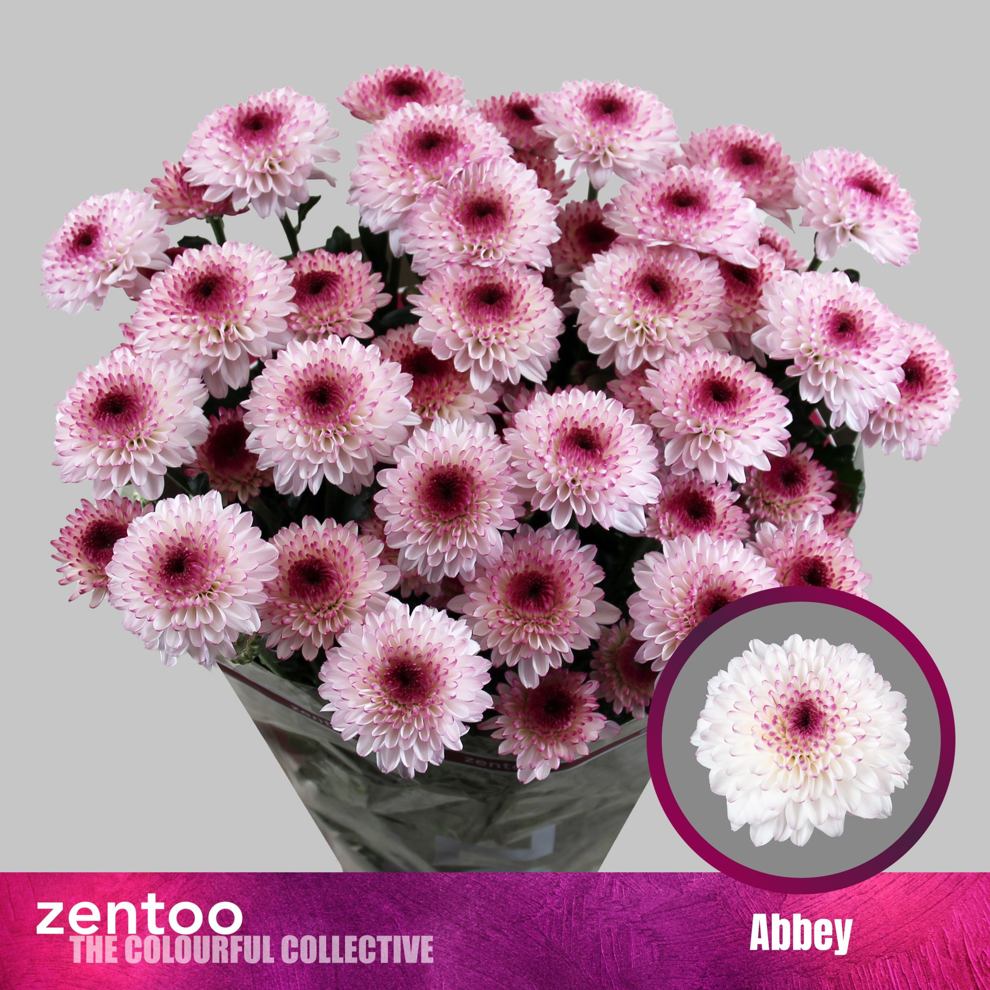 Хризантема куст. Эбби 70, шт.