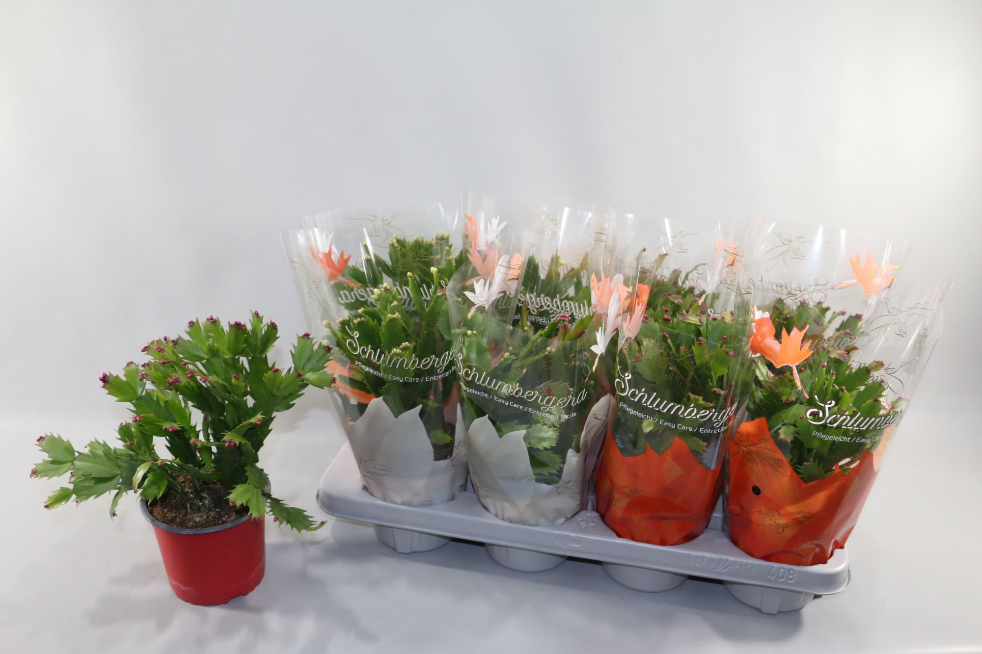 Schlumbergera 17cm 75+ knop gemengd 2 kleuren"Sunshiners®", D 17 cm
