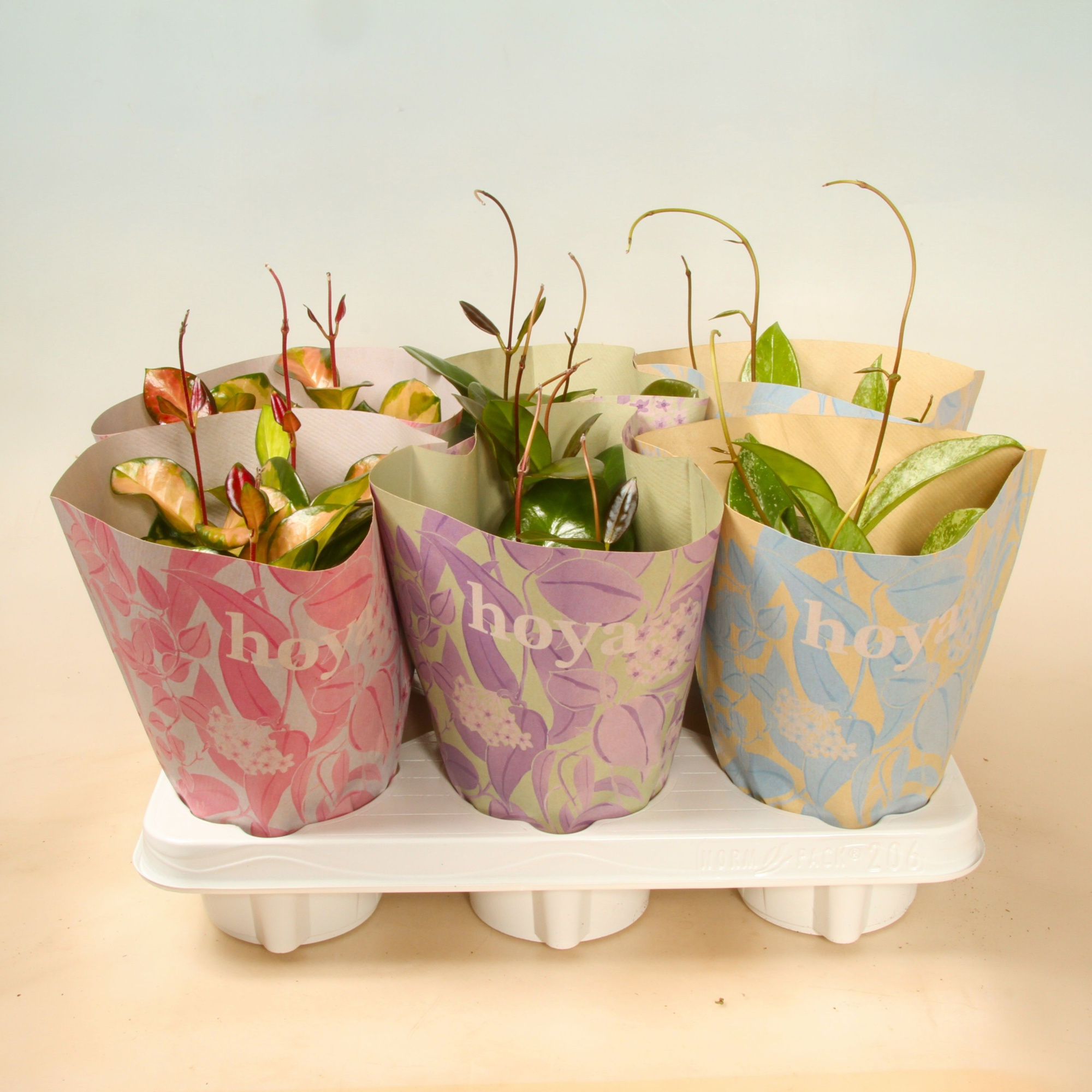 Hoya Carnosa mix 2-3 difrent varitys in Design Paper Bags 12 cm, D 12 cm