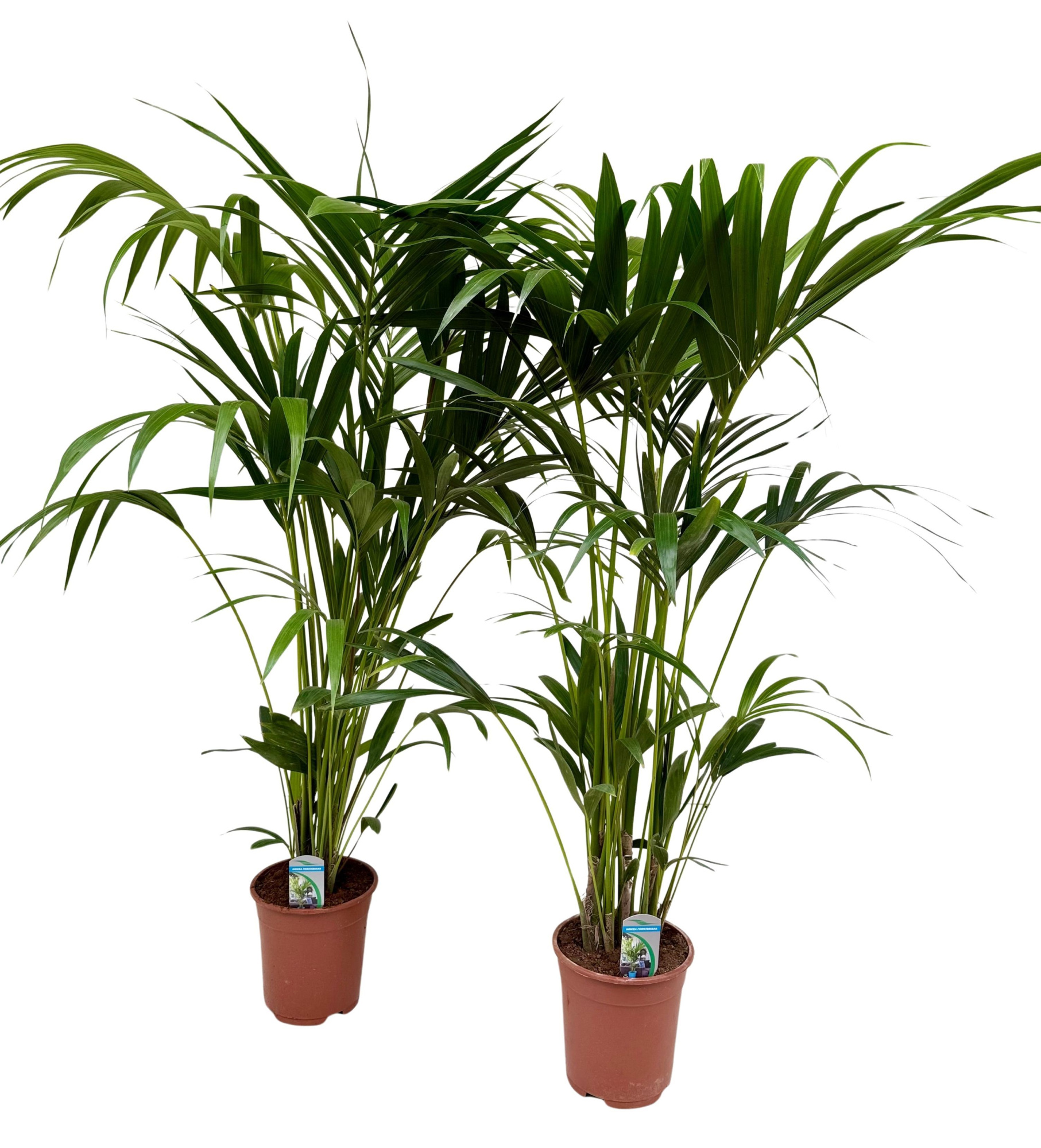 Howea forsteriana P21 H150, D 21 cm