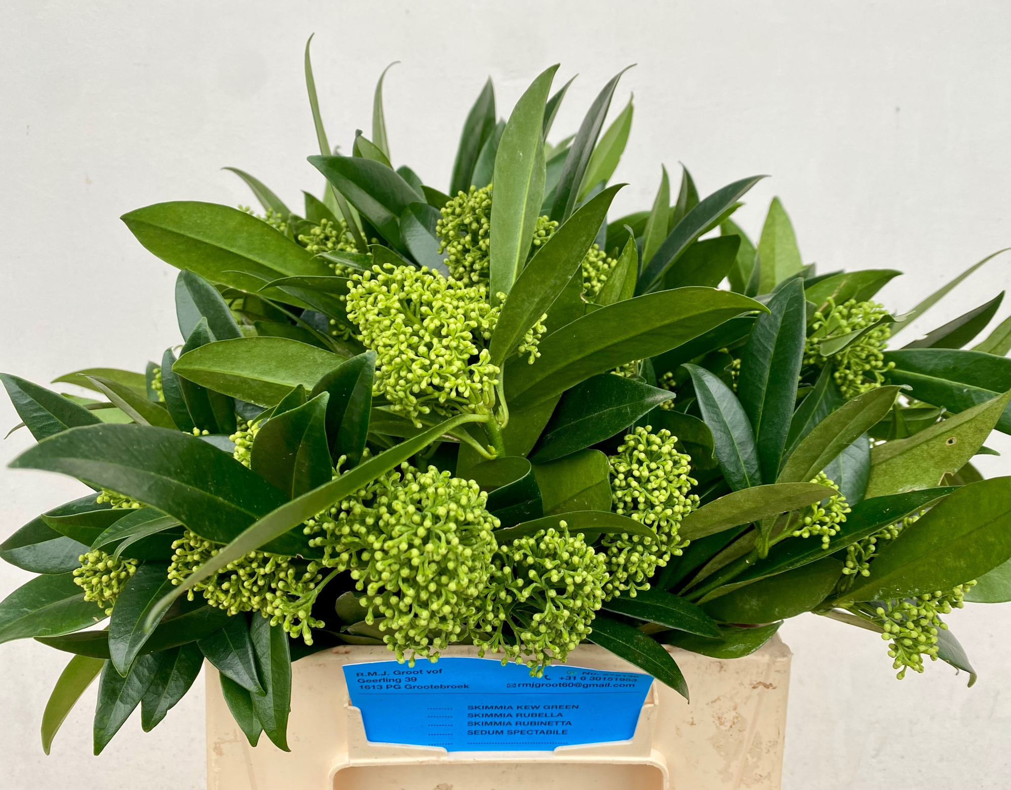 Скимия Кью Грин за пучок 35, пуч.