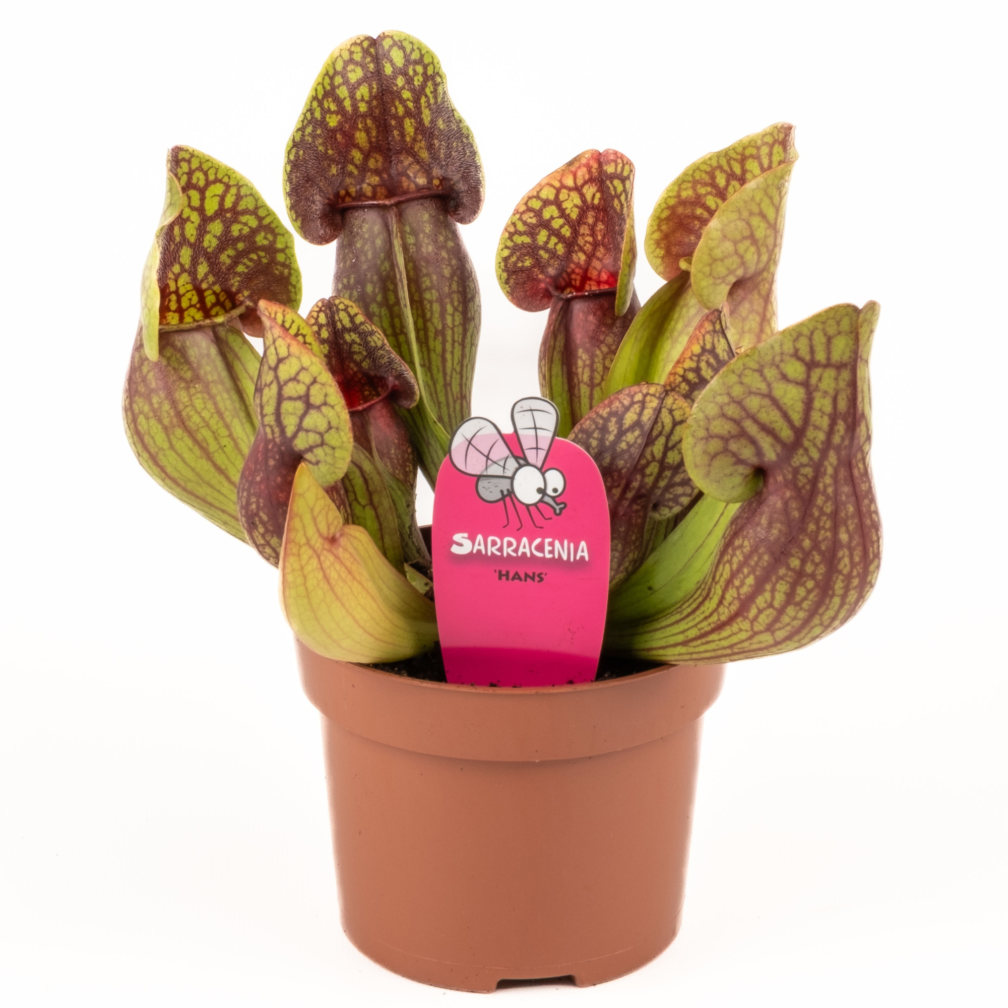 Sarracenia 'Hans', D 12