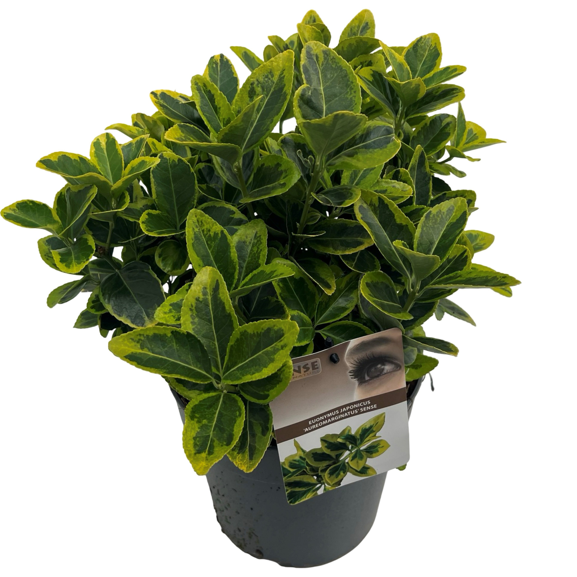 Euonymus jap. 'Aureomarginatus' sense, D 23 cm
