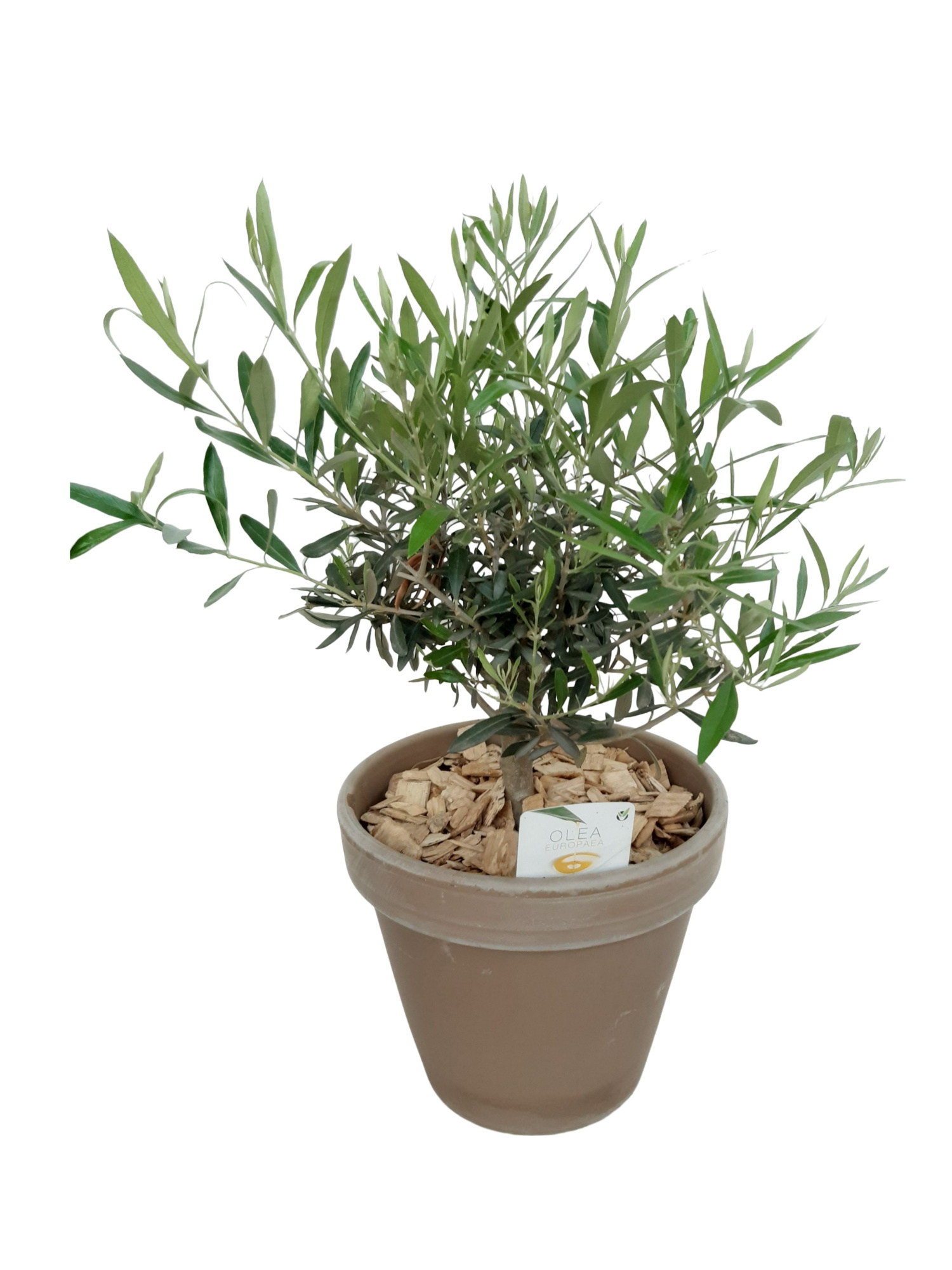 BLP24OLE Olijf Bush in terraspot 24cm, D 24