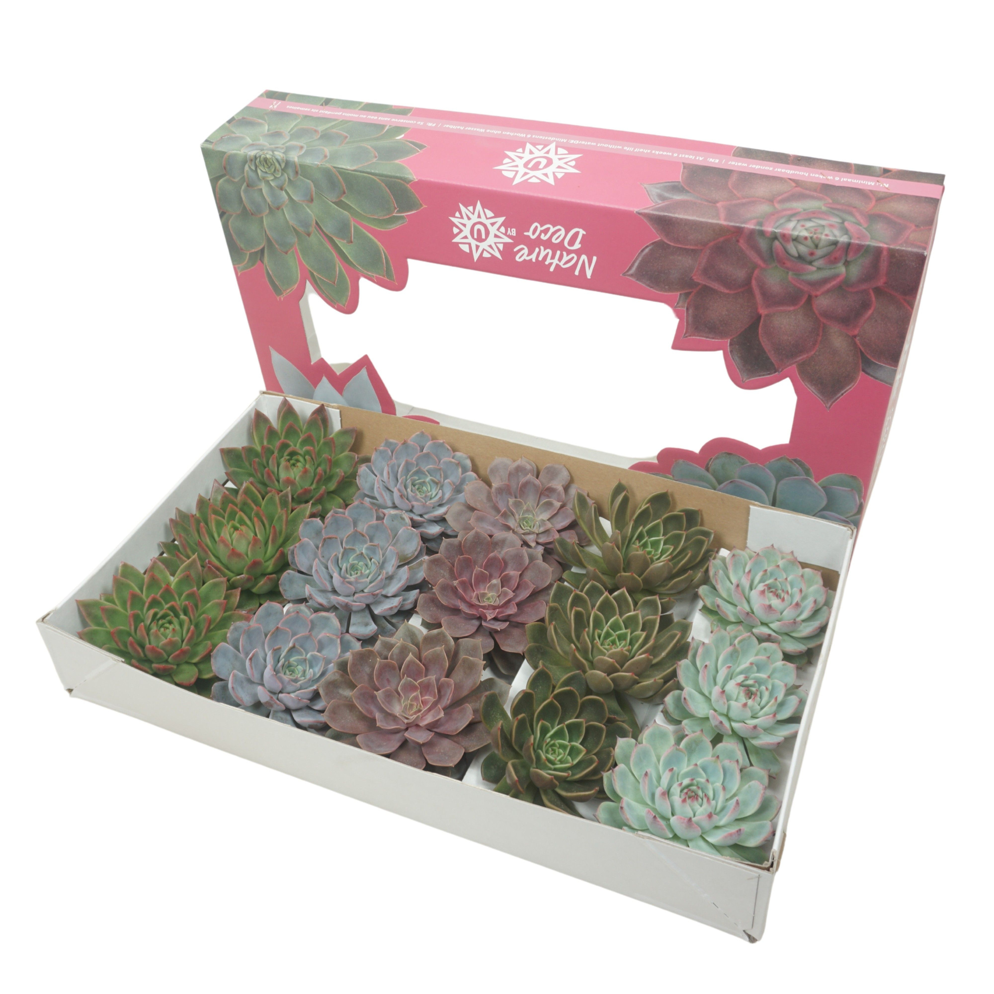 Gesneden Echeveria mix 11-12 cm Nature deco, D 10,5 cm