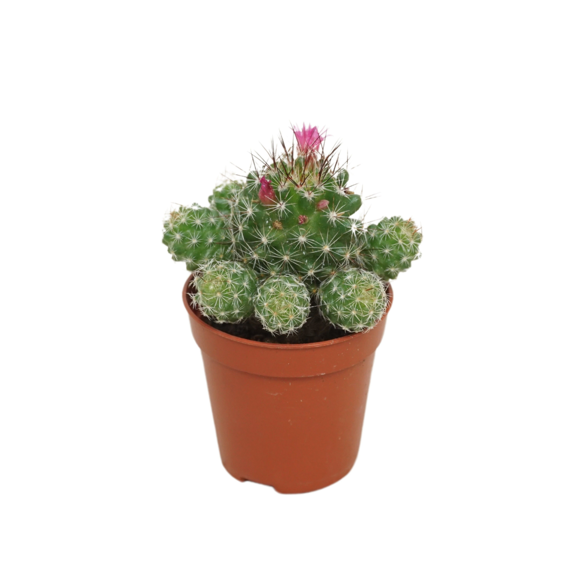 Mammillaria gracilis 5,5 cm, D 5,5 cm