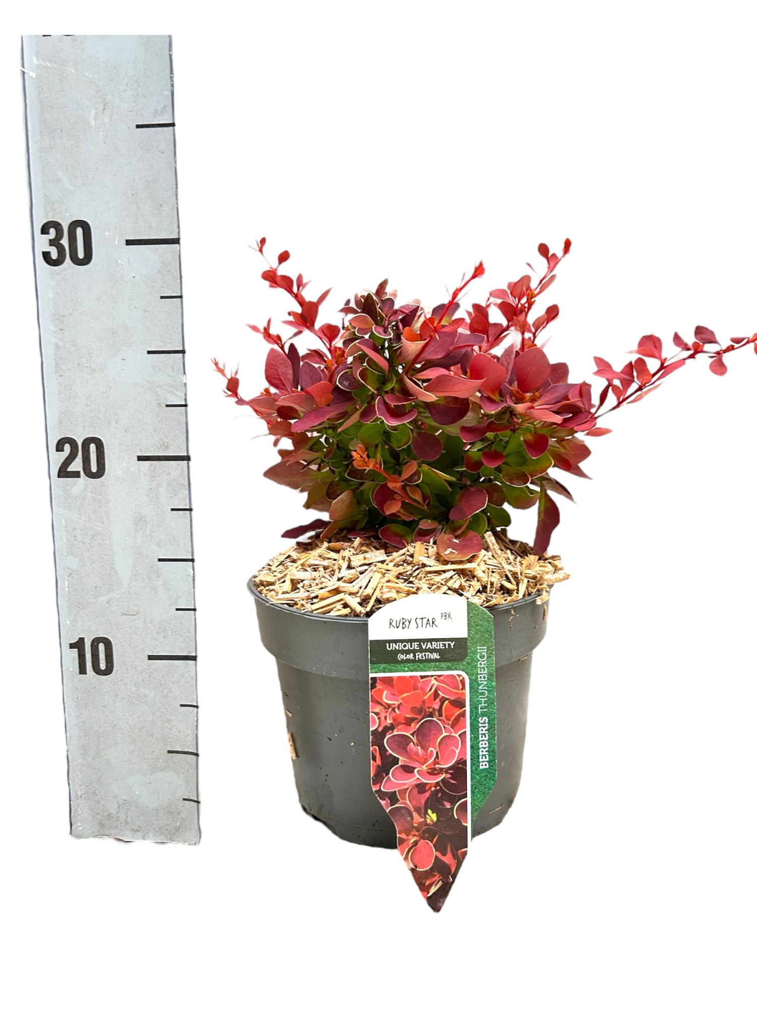 Berberis thunbergii 'Ruby Star', D 17 cm