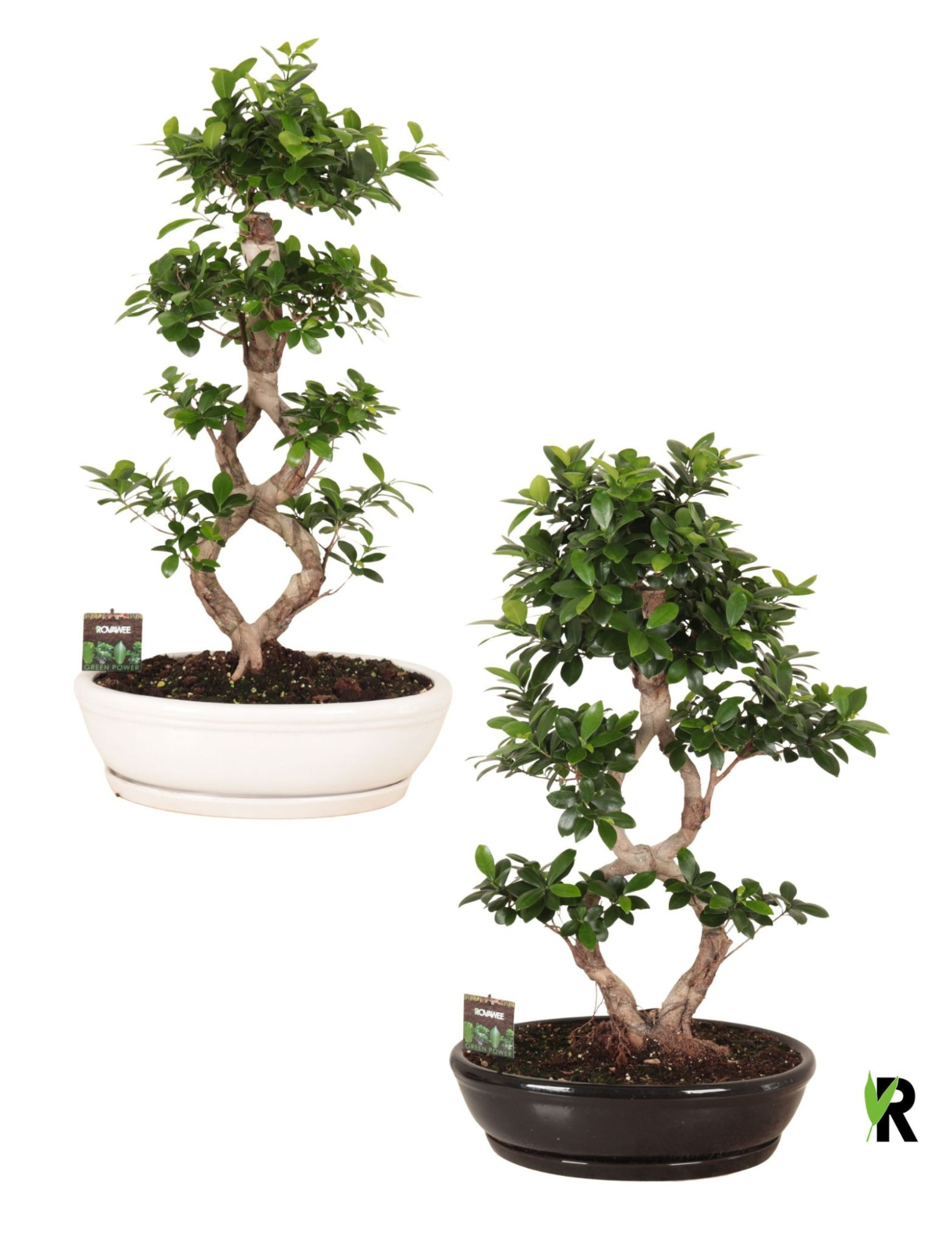 Ficus micr. 8-type in keram. ovaal schaal met schotel gemengd, D 45 cm