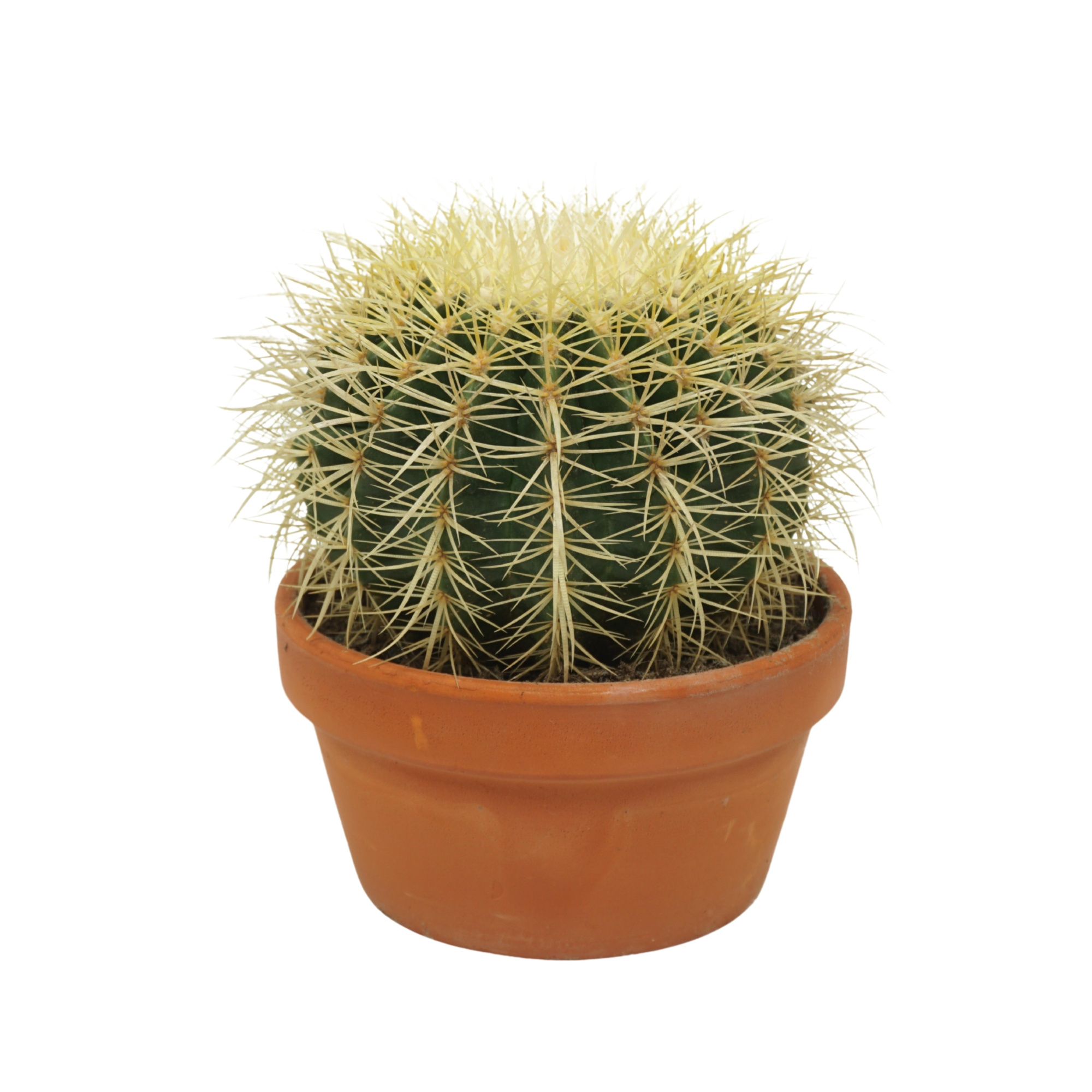 Echinocactus grusonii 17 cm, D 17 cm