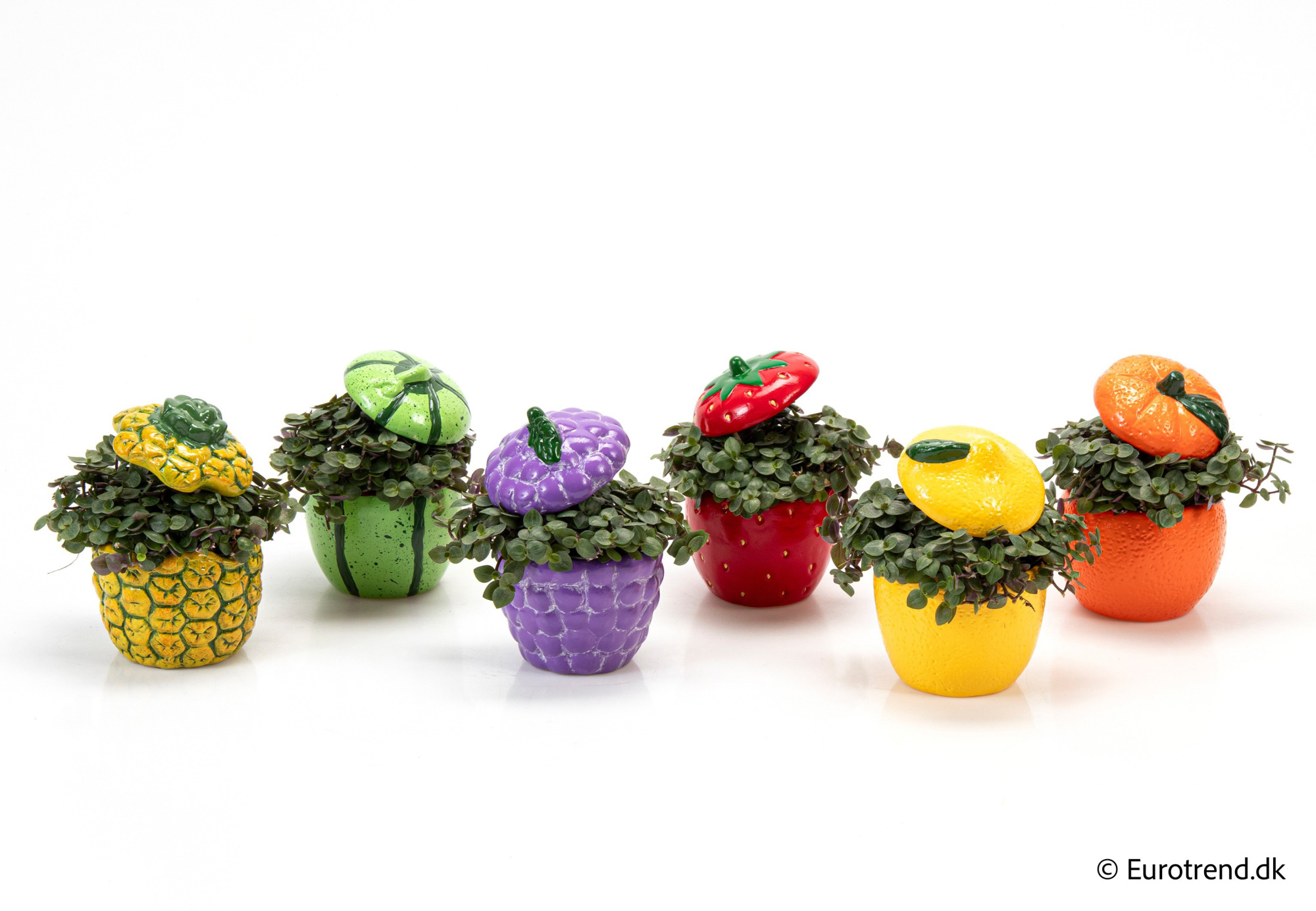 Callisia in Spring, Summer & Autumn ceramic 2026, D 6