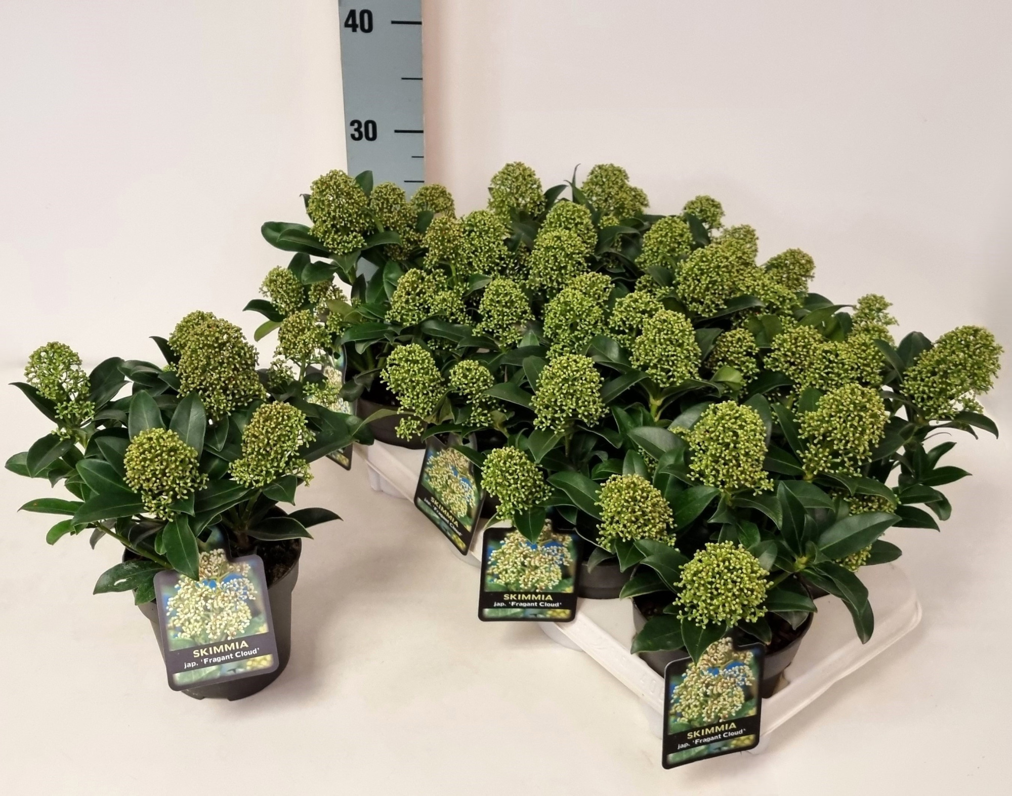 Skimmia jap. 'Fragrant Cloud' P13, D 13 cm