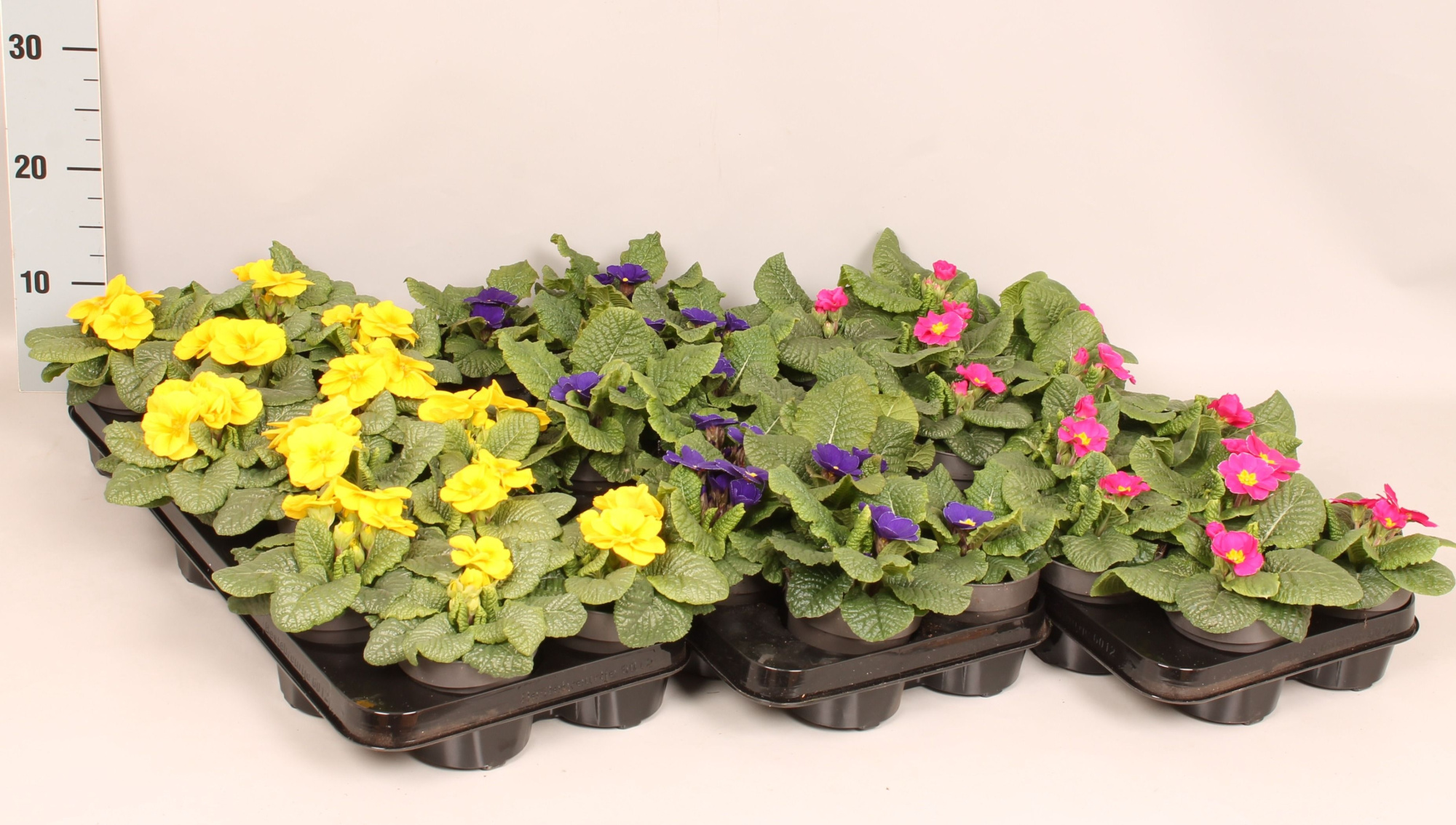 Primula acaulis Divers 10,5 cm, D 10