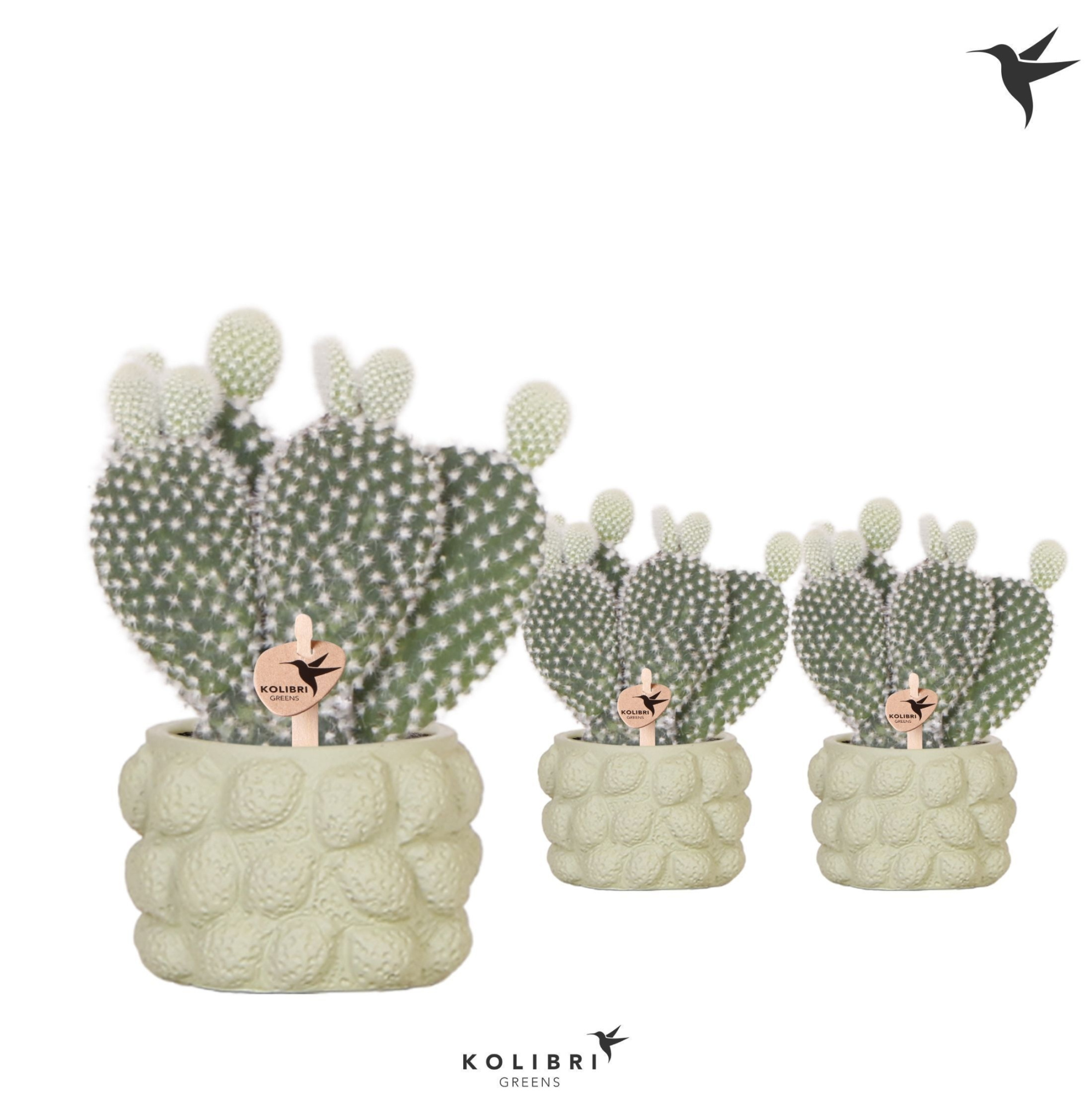 Kolibri Greens Opuntia white in Citrus pot green, D 6 cm
