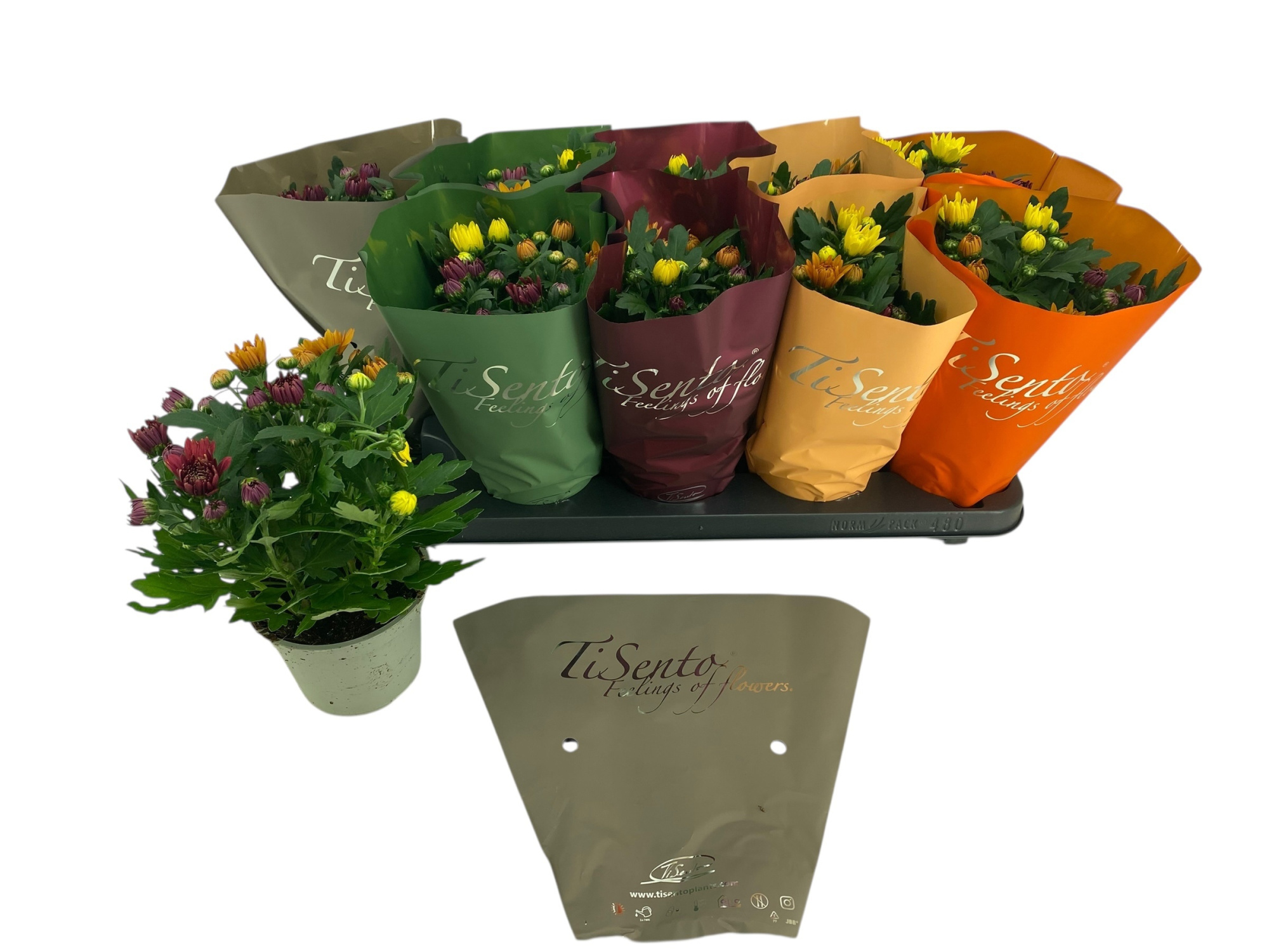 Chrysant Carnaval herfst 12 cm, D 12 cm