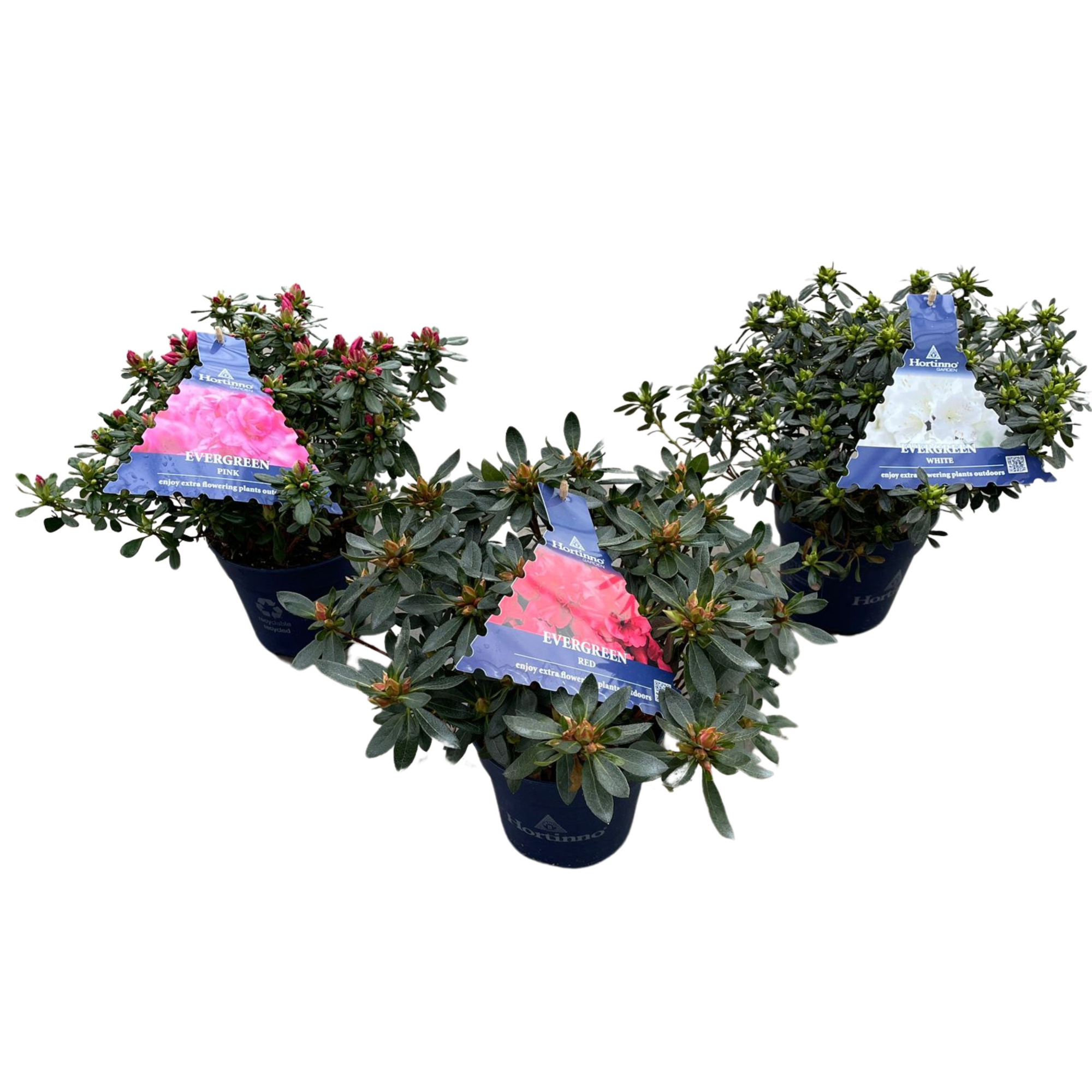 Azalea Japonica Hortinno 30-40 /P15 mix, D 15