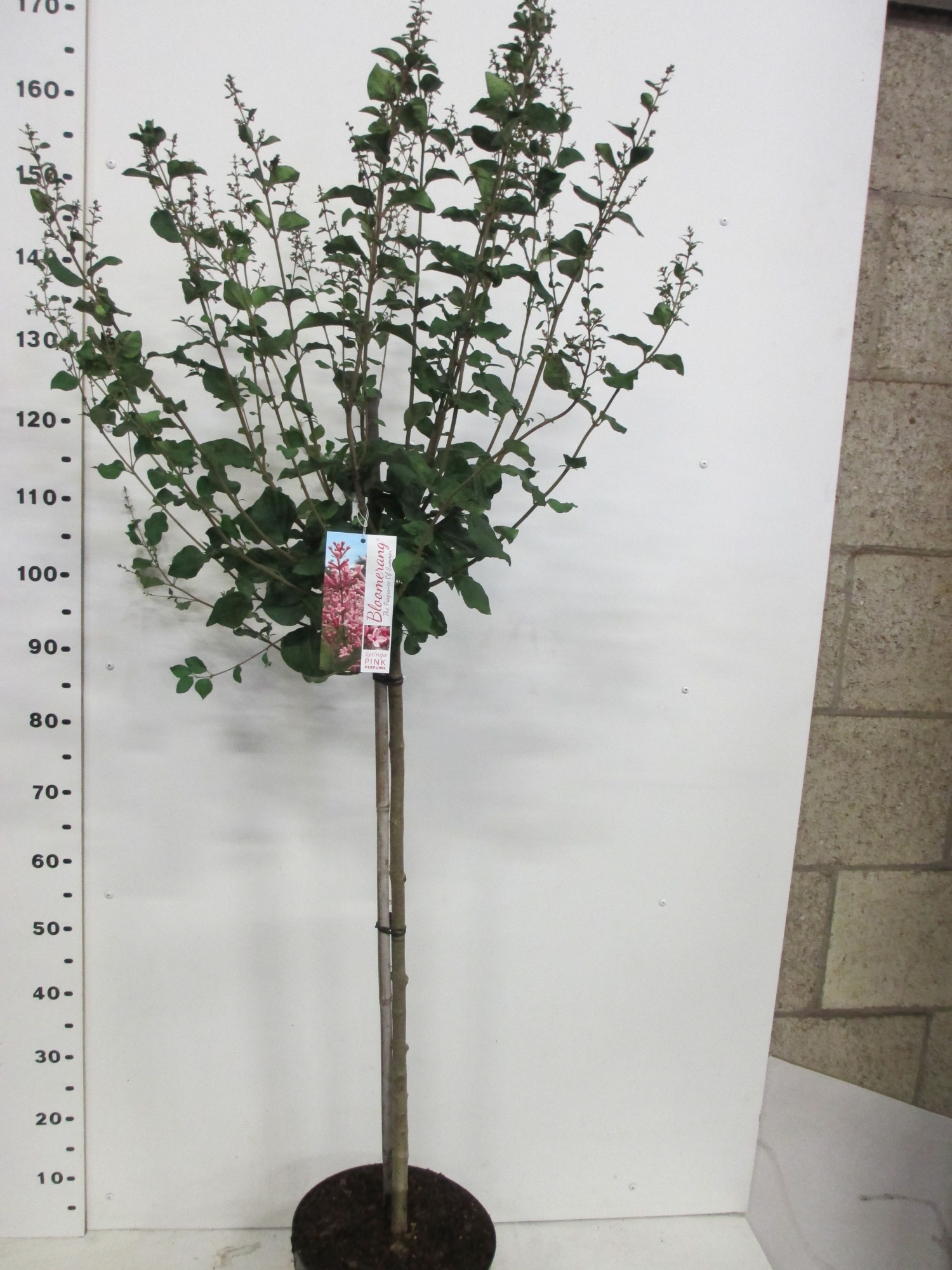 Syringa b. Pink Perfume 80st P26, D 26