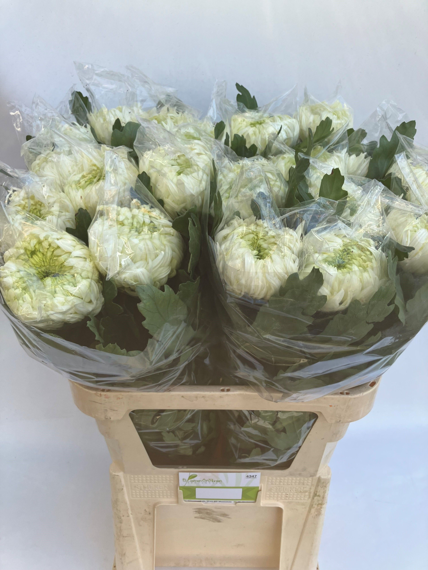 Хризантема од. Луис Герм Вайт 80, шт.