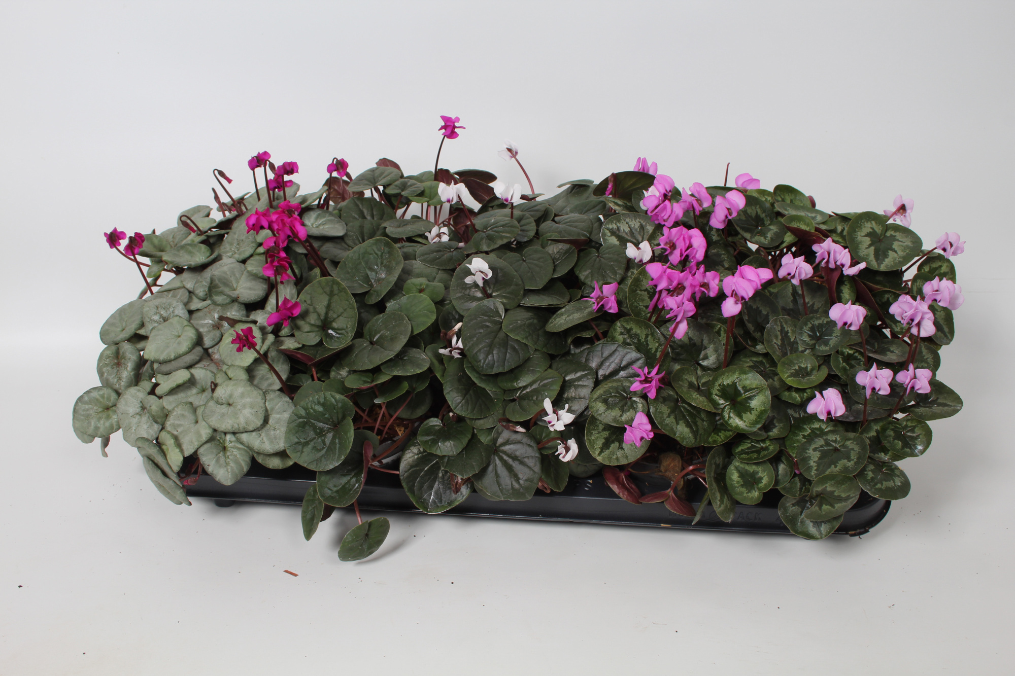 Cyclamen coum gemengd op bak p 10,5, D 10,5