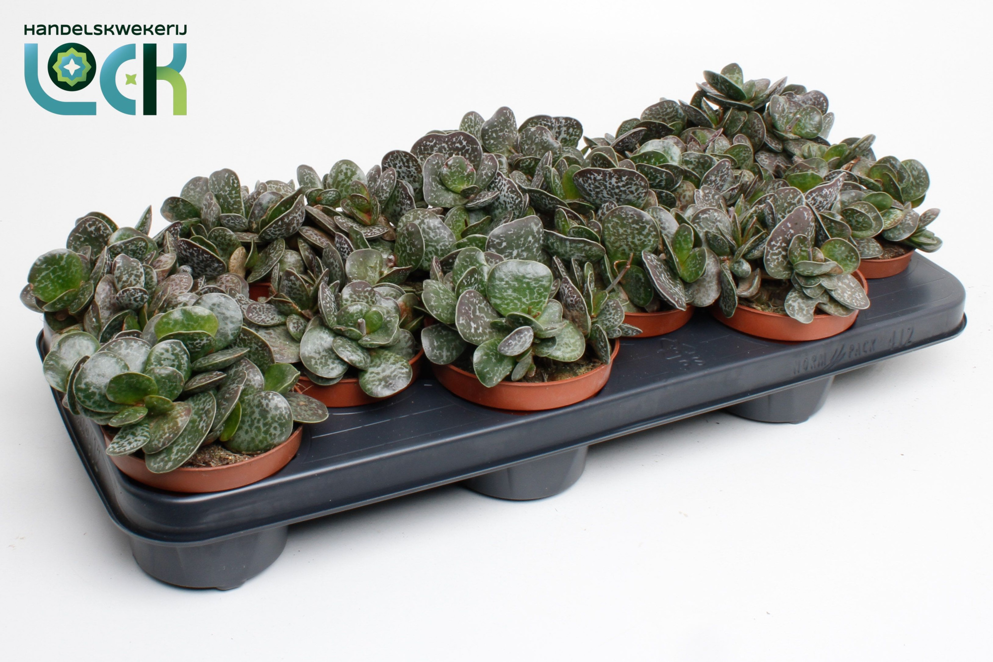 Adromiscus Cooperii, D 10,5 cm