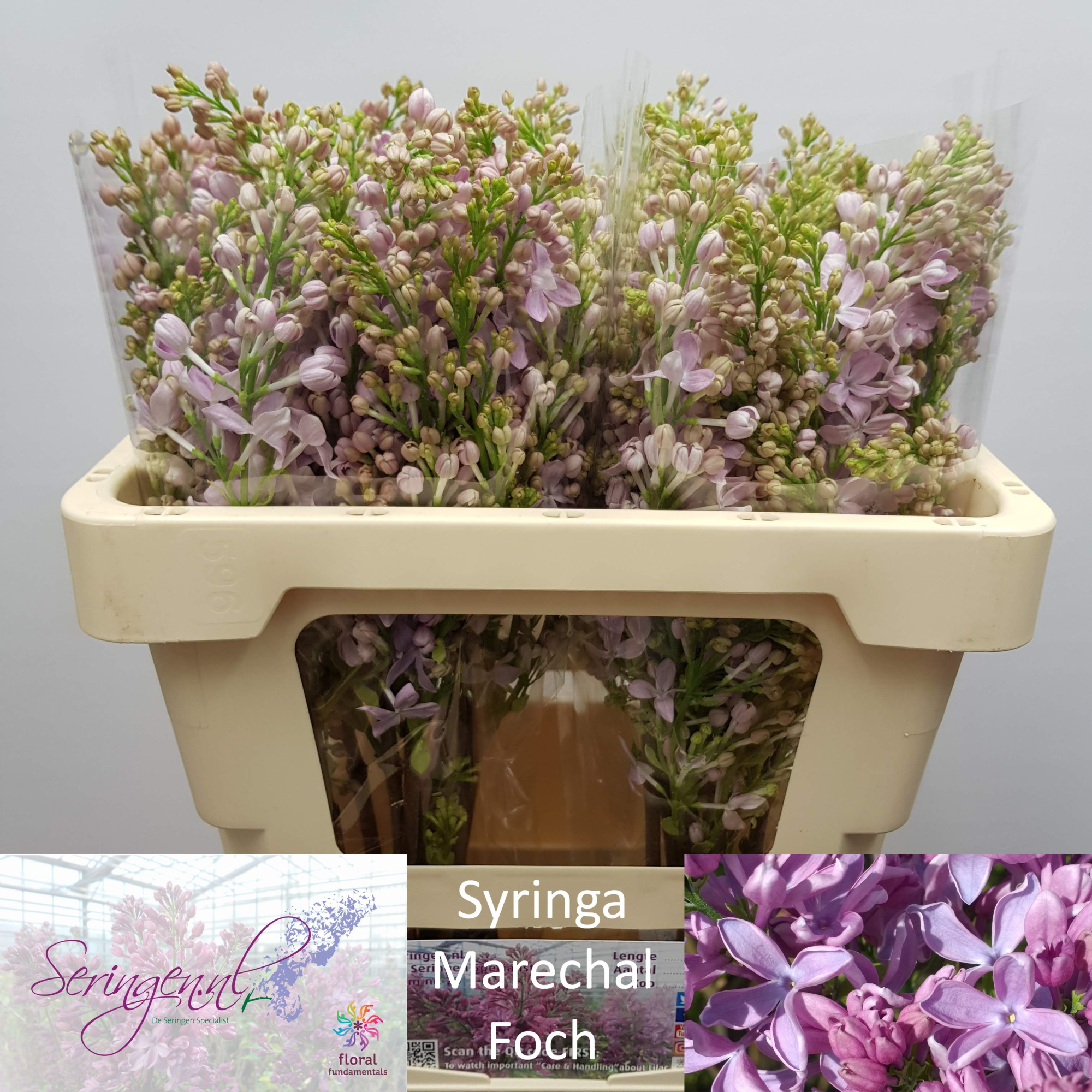 Сирень Маршал Фох 50 (роз.), шт.