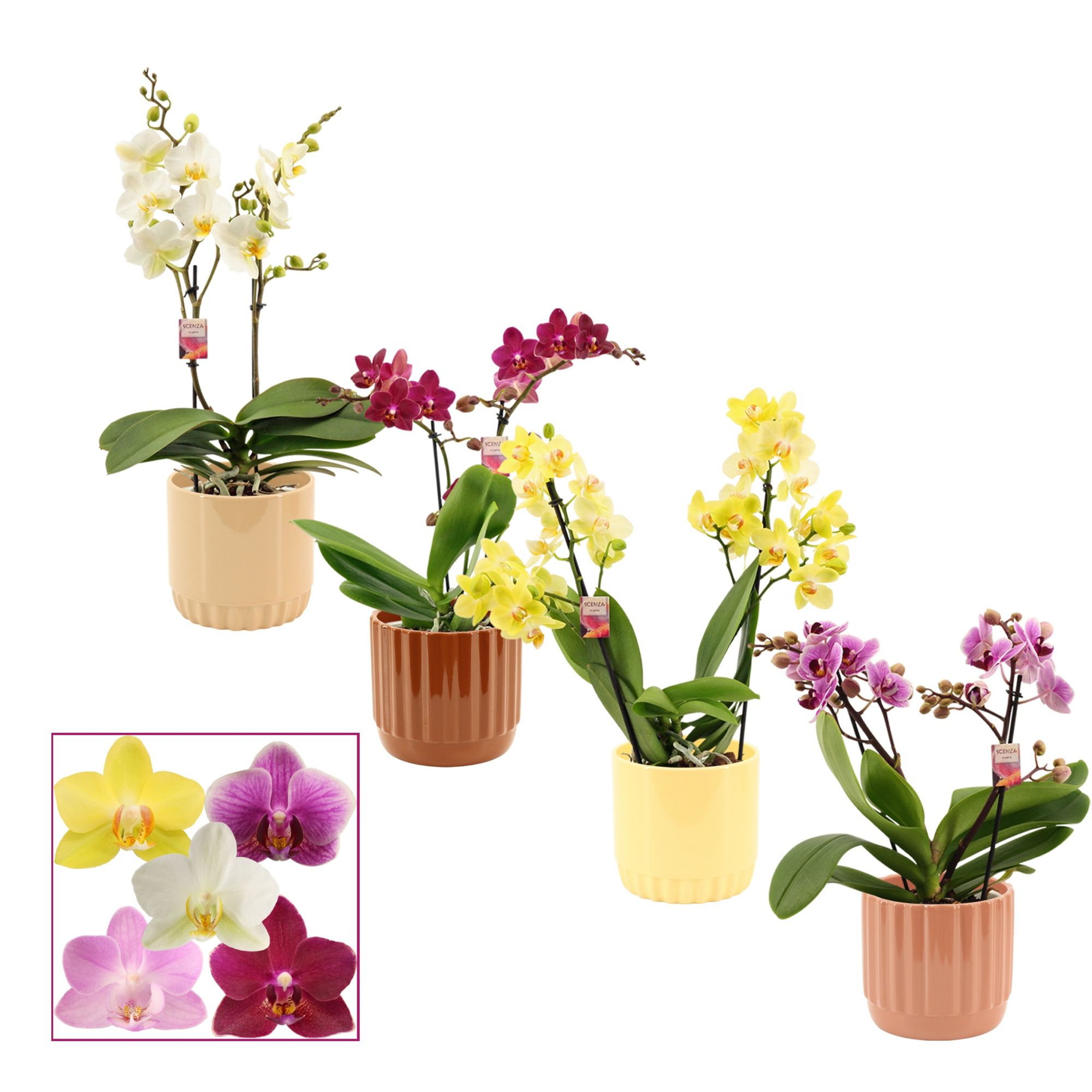 Phalaenopsis multiflora 2 tak mix in Liam (Coffee blend-collect, D 12 cm