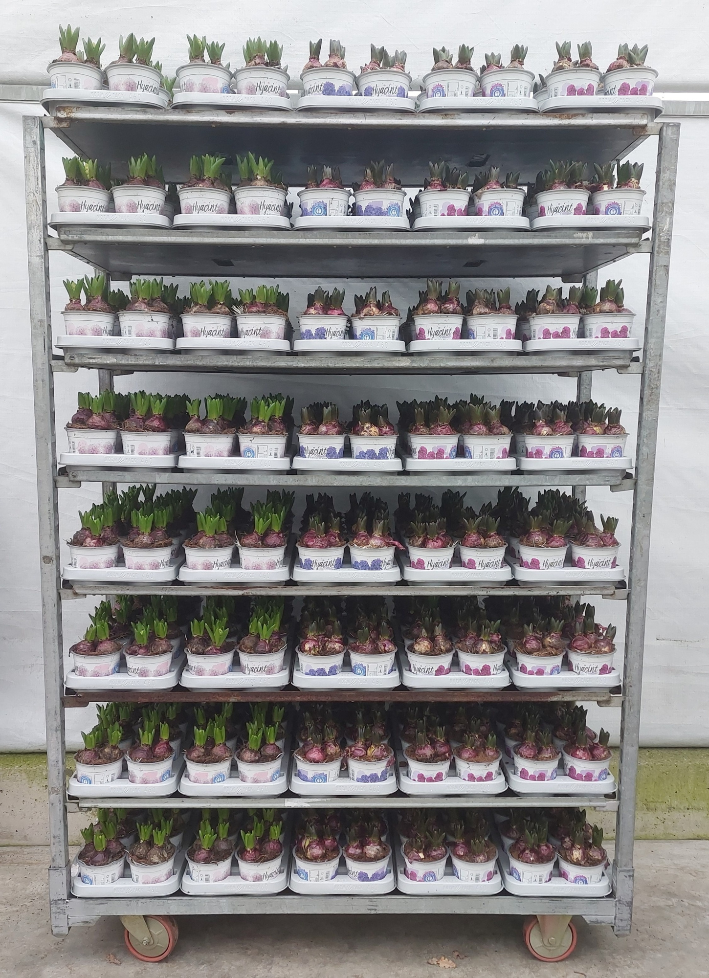 Hyacint 3 kleuren, D 12