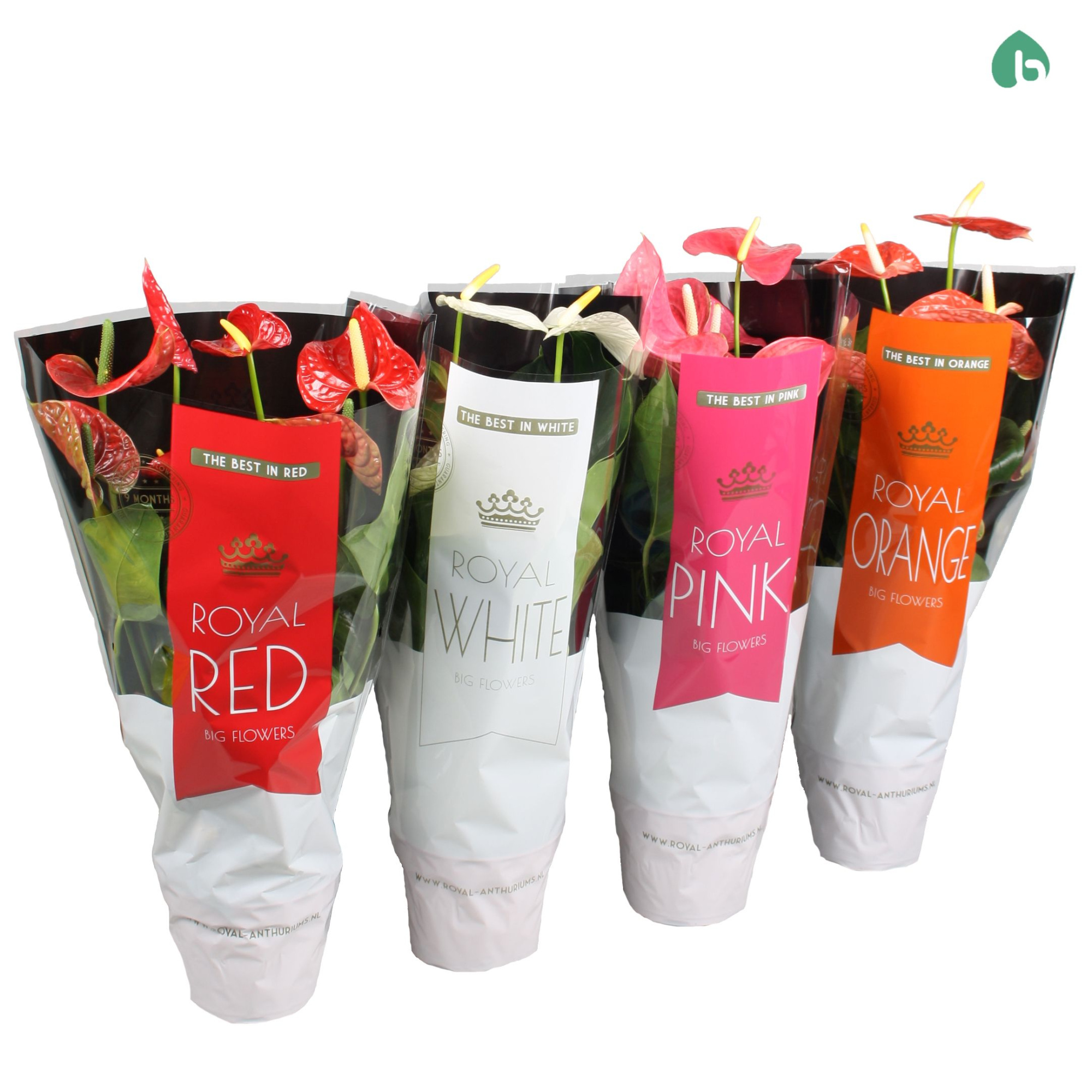 Anthurium Royal Mix ''Big Flowers'' 3/4 Colors, D 17 cm