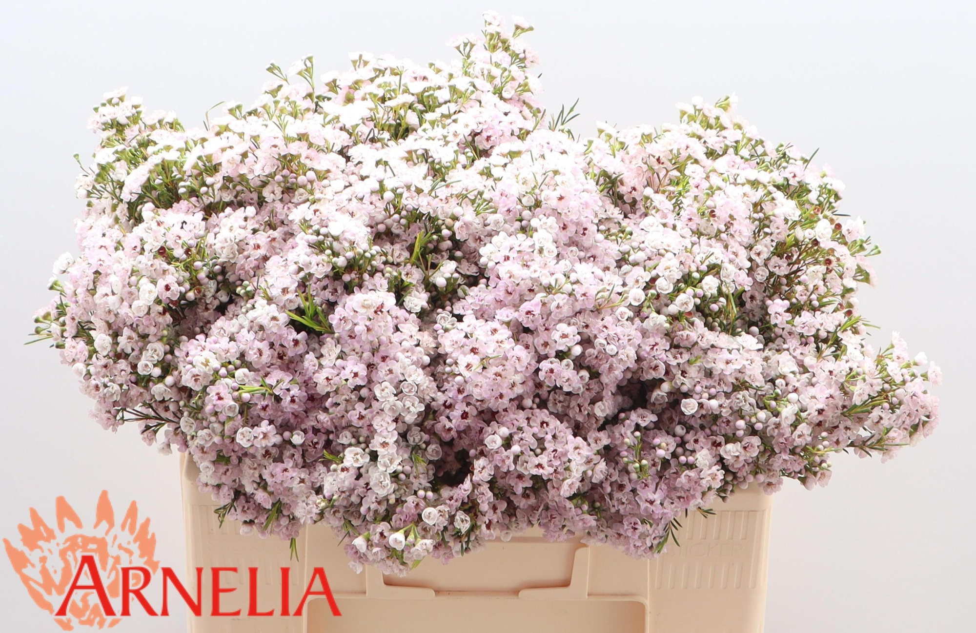 Шамелациум Овериг 50, шт.