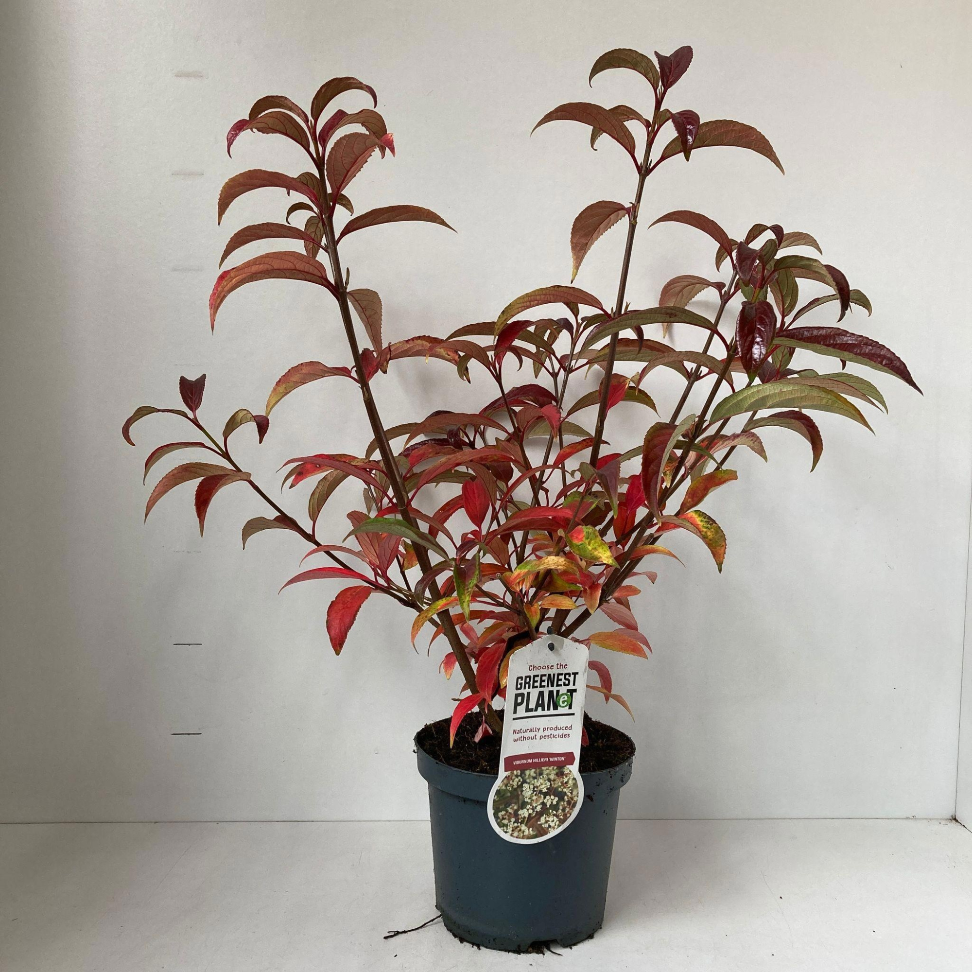 Viburnum hillieri 'Winton', D 19 cm