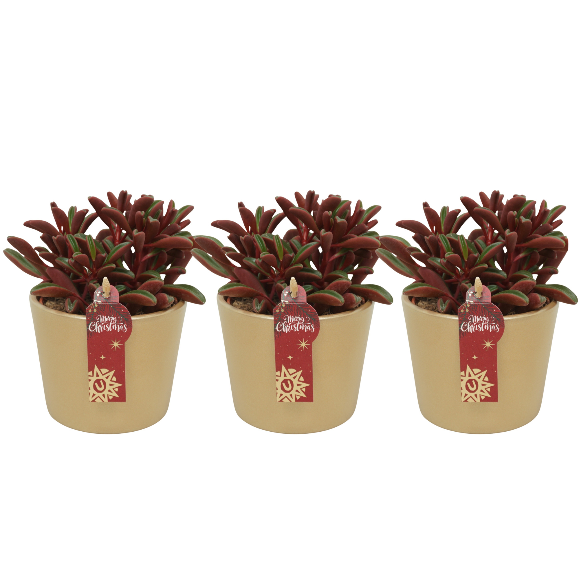 Peperomia graveolens in 12 cm Gouden Kerst pot, D 10,5 cm