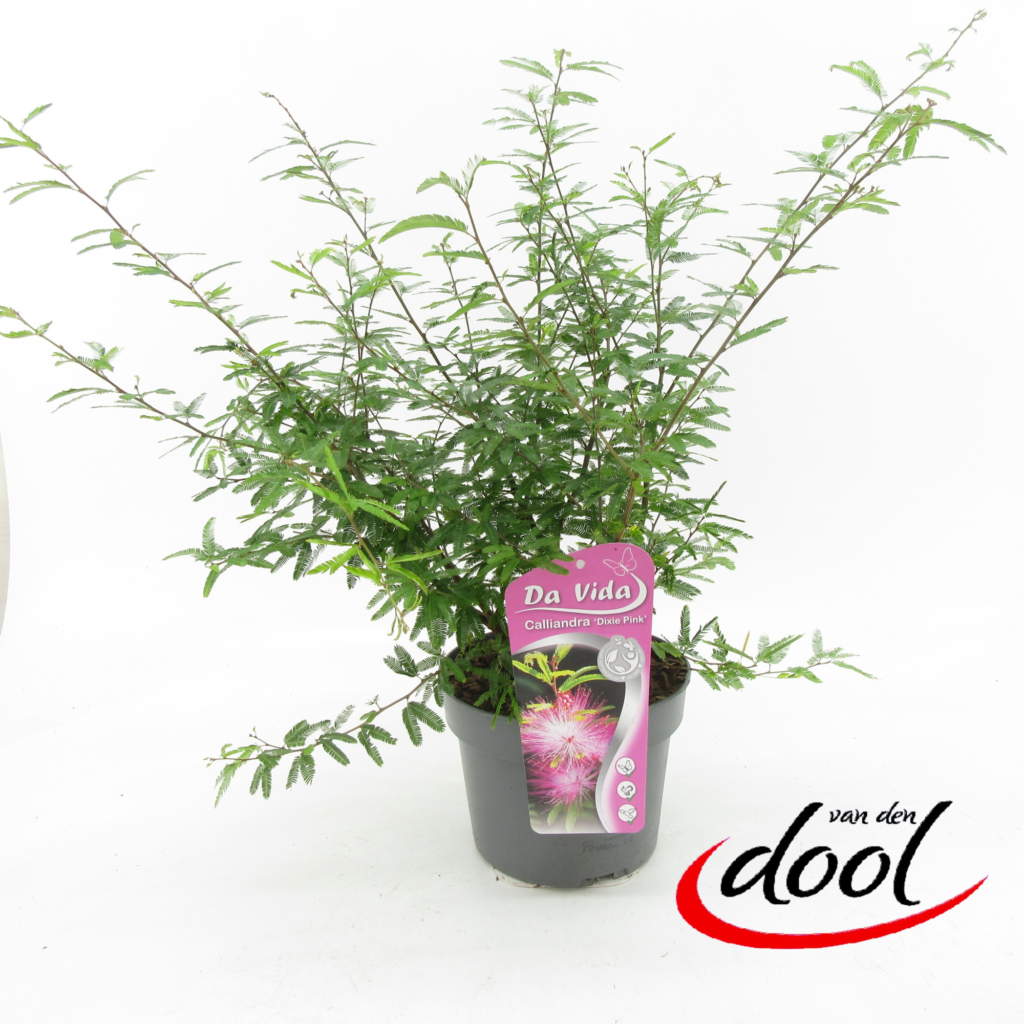 Calliandra Dixie Pink, D 19 cm